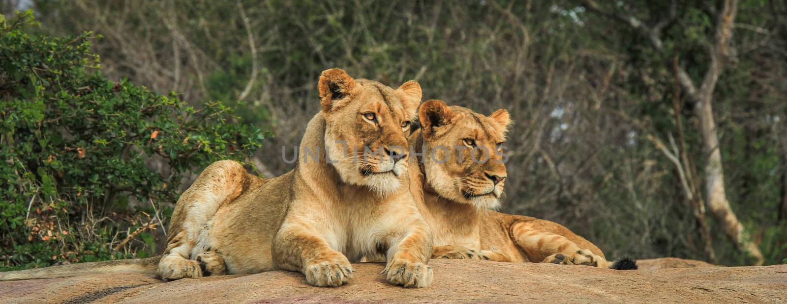 Lions on the rocks in the Selati Game Reserve, South Africa.