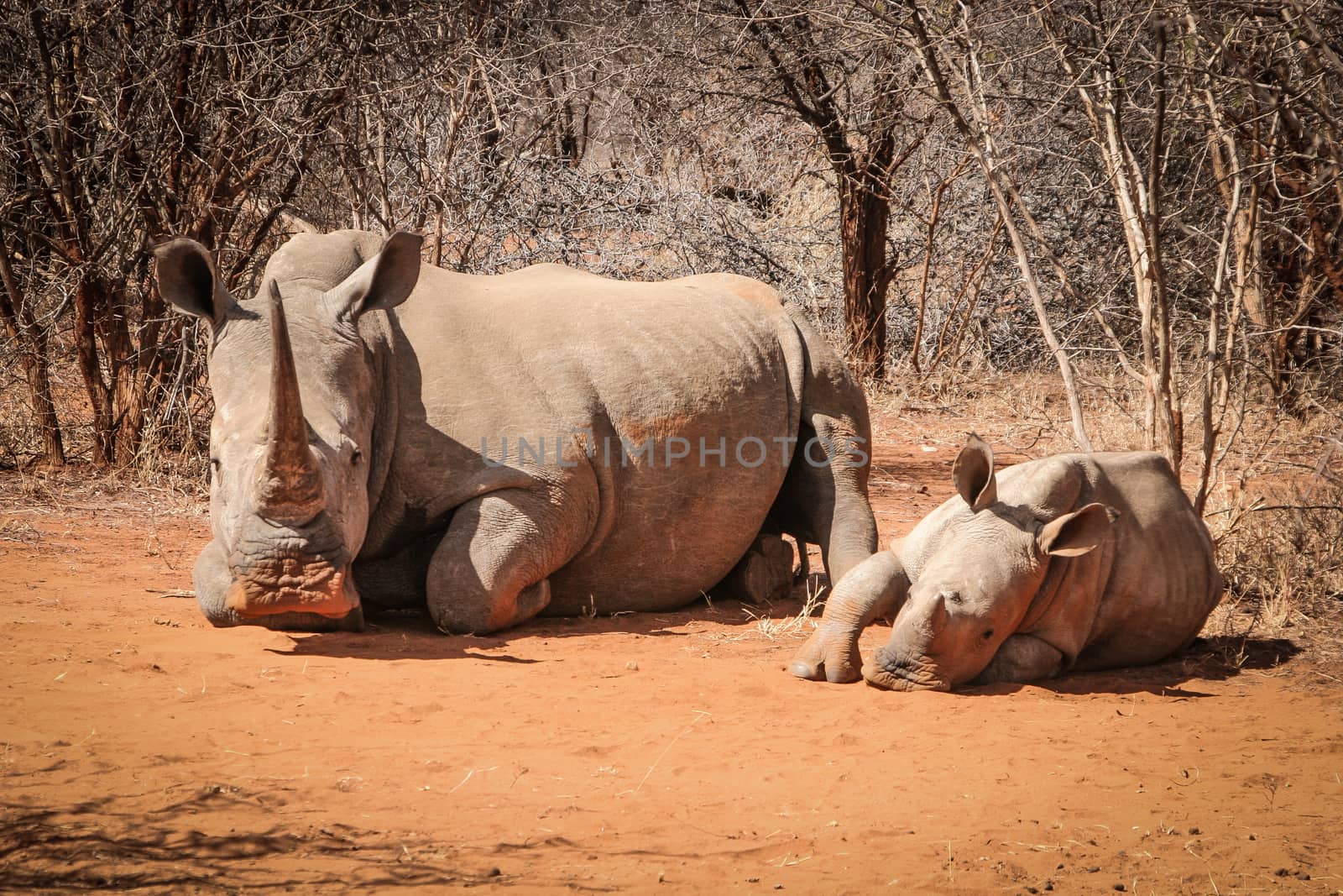 Mother White rhino with a baby Rhino, South Africa.
