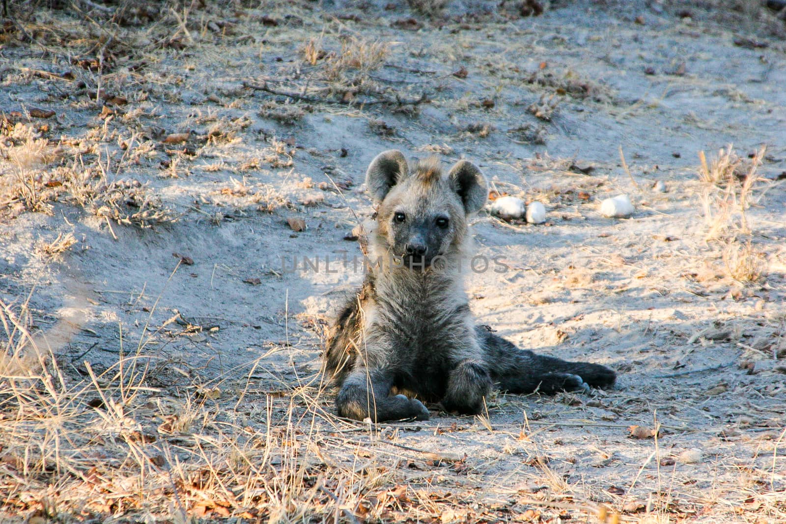 Starring Spotted hyena cub in the Makalali Game Reserve, South Africa.