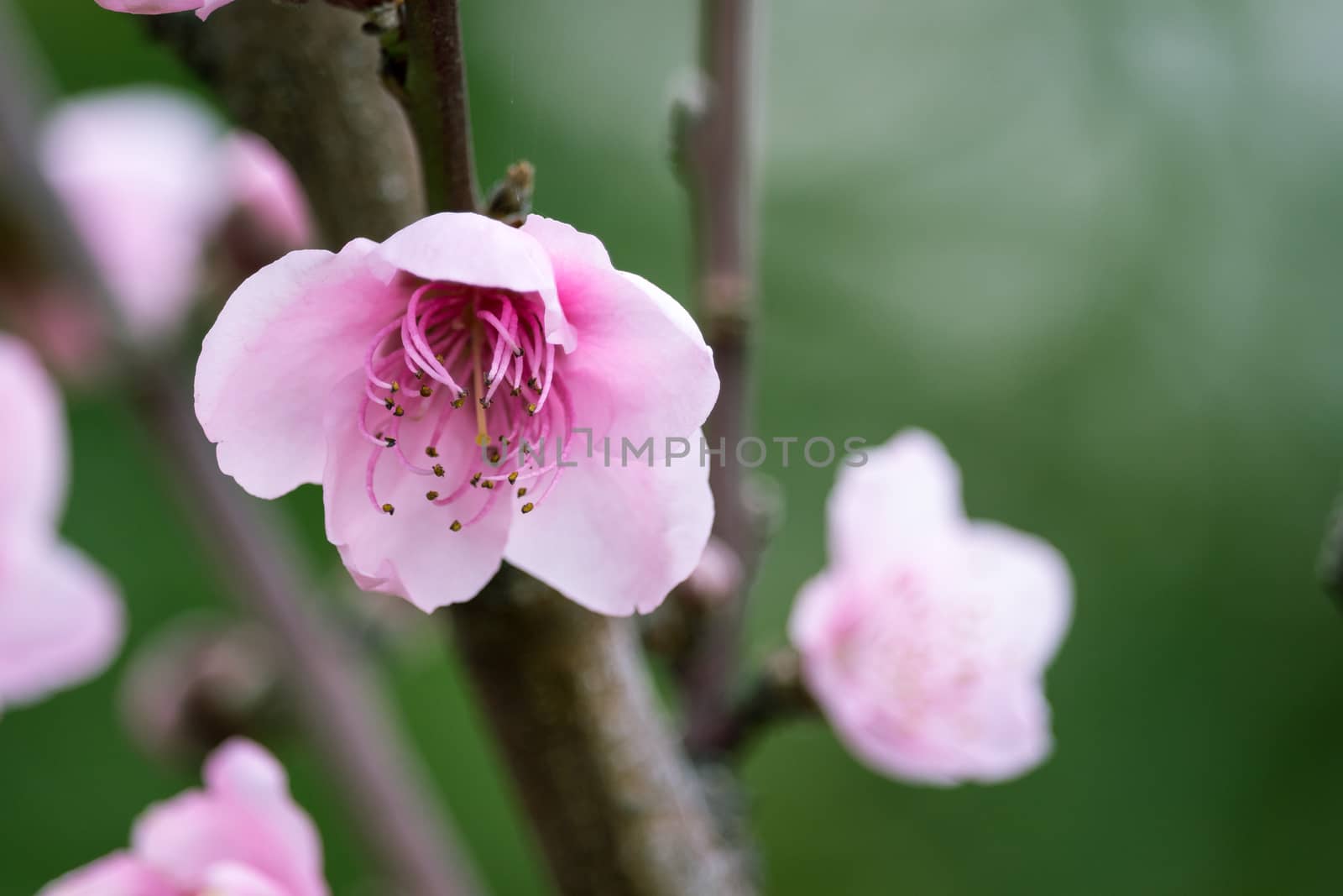 Detail of peach blossom in spring time.