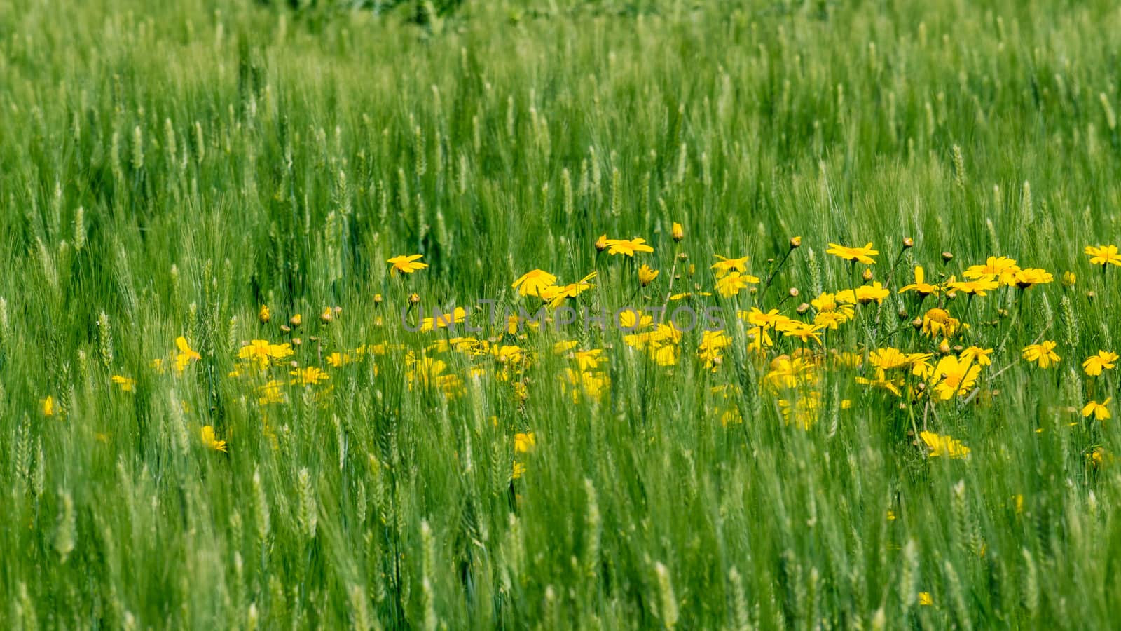 yellow daisies in the wheat field