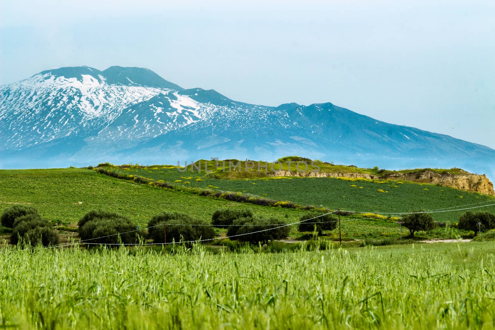 the wheat field under the volcano