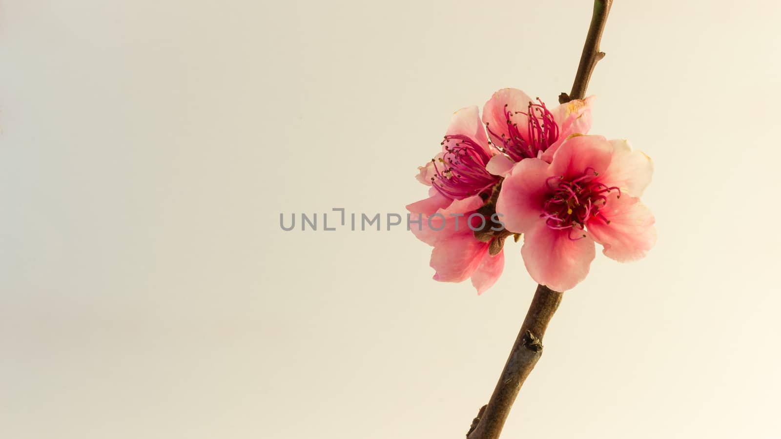 Detail of peach blossom in white background