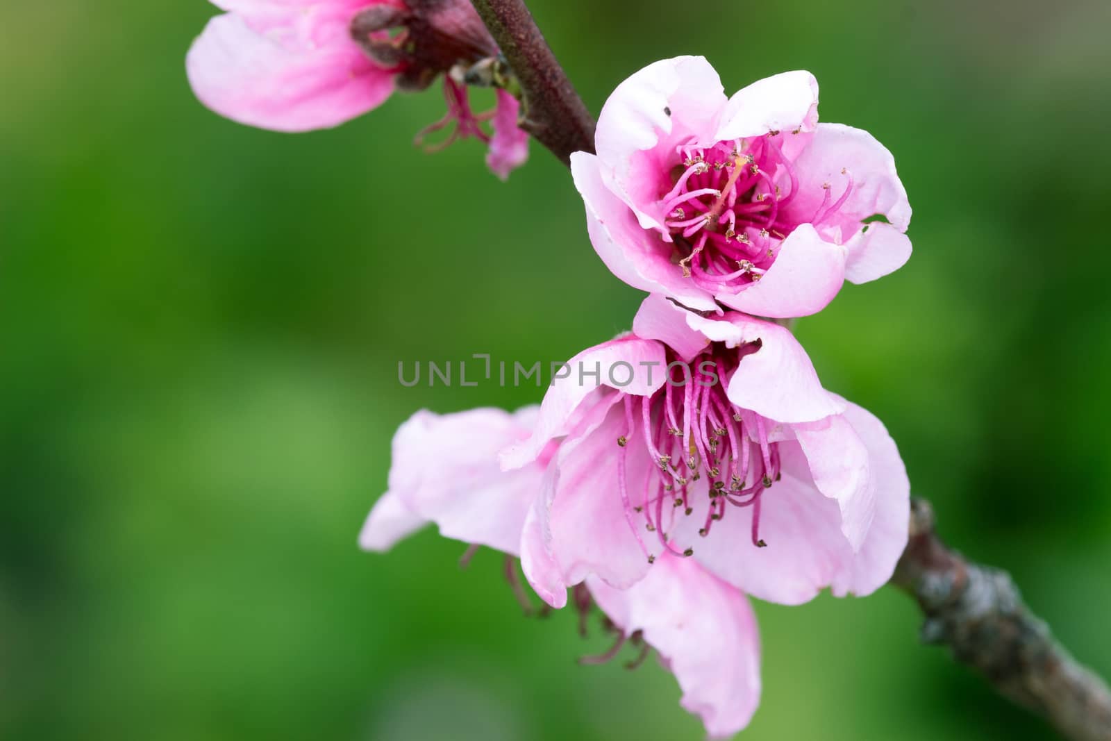 Peach blossom by alanstix64