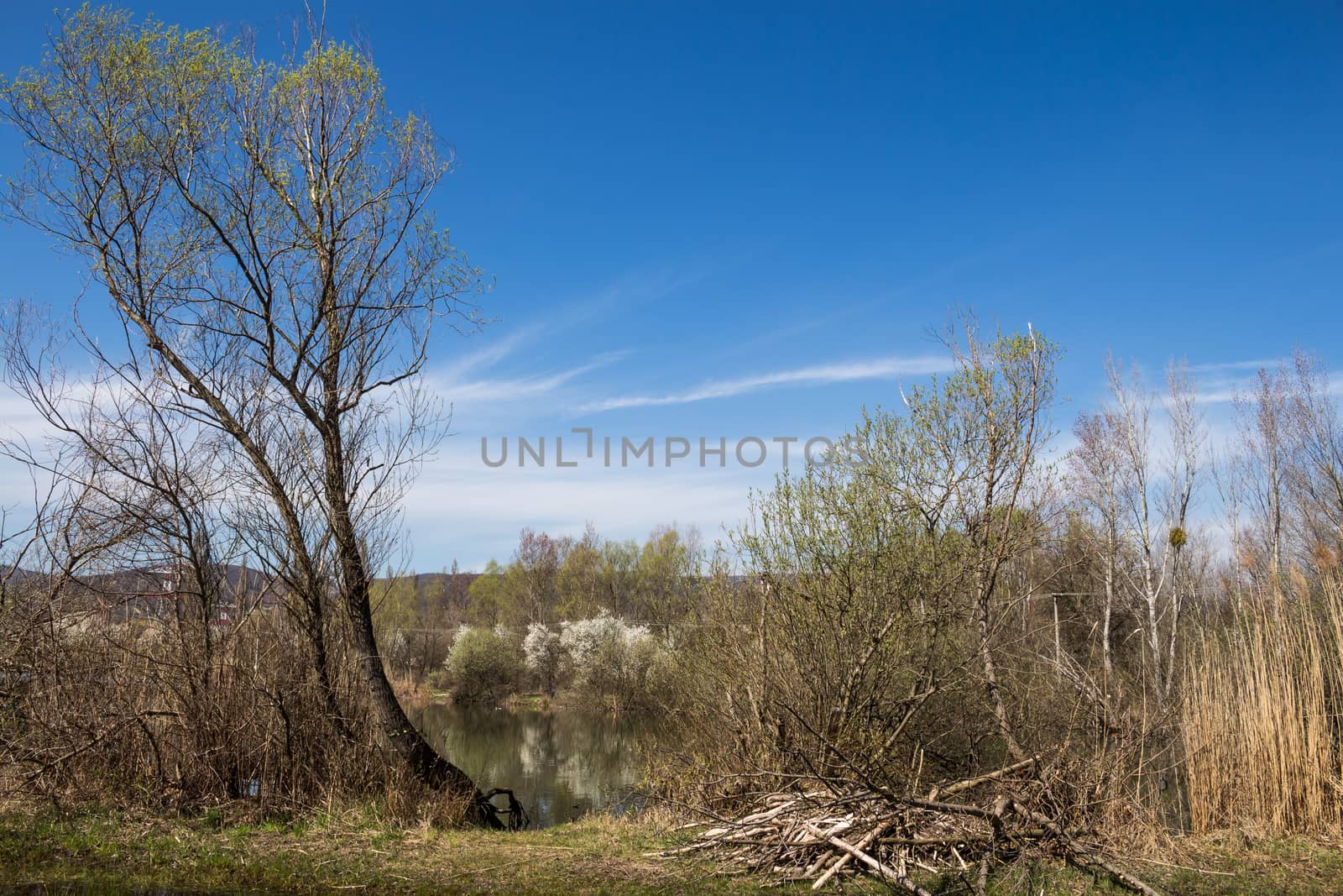 Wild nature around the lake, waking up in the early spring. Lake reflecting the sky and blossoming bushes. Sur lake, Bratislava, Slovakia.