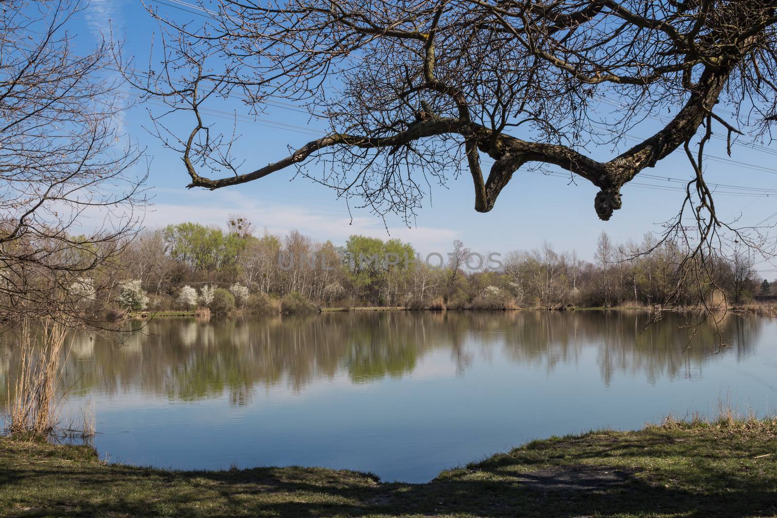 Early spring at the lake Sur, close to capital of Slovakia, Bratislava. Blue sky with some clouds, reflected in the lake. Blossoming bushes.