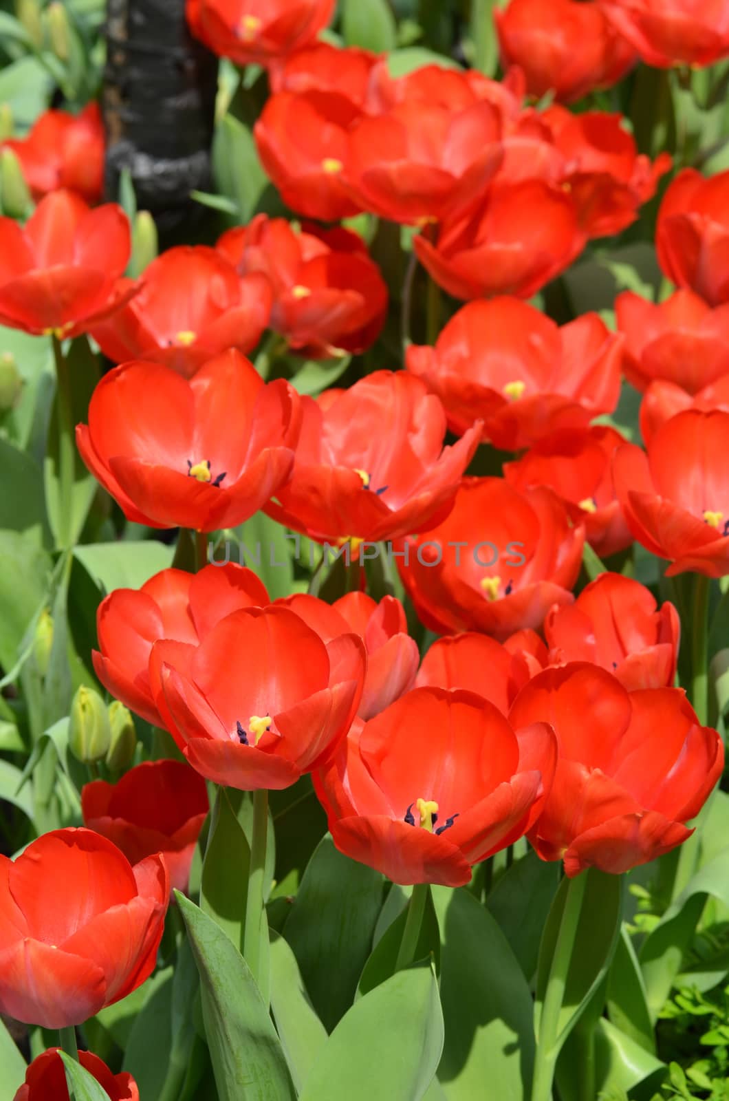 Beautiful close up of tulips in Gardens by the Bay in Singapore by tang90246