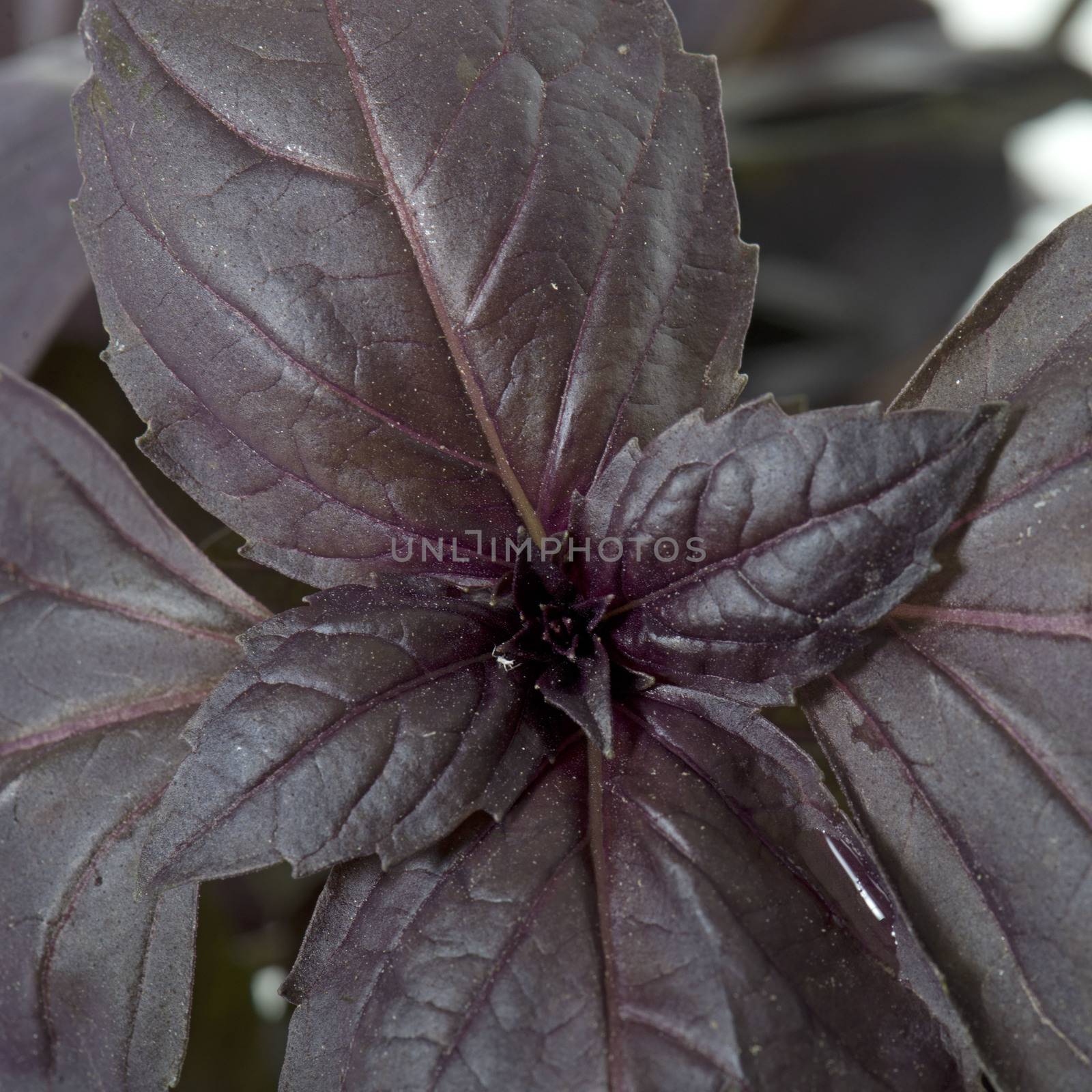 Ocimum basilicum purpurascens by cynoclub