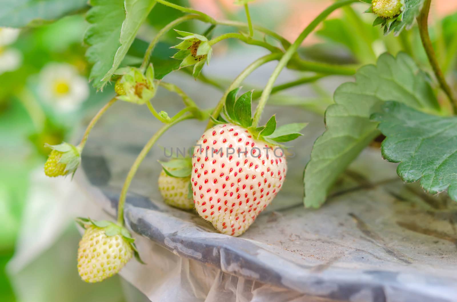 fresh Strawberry plants already ripe to harvest