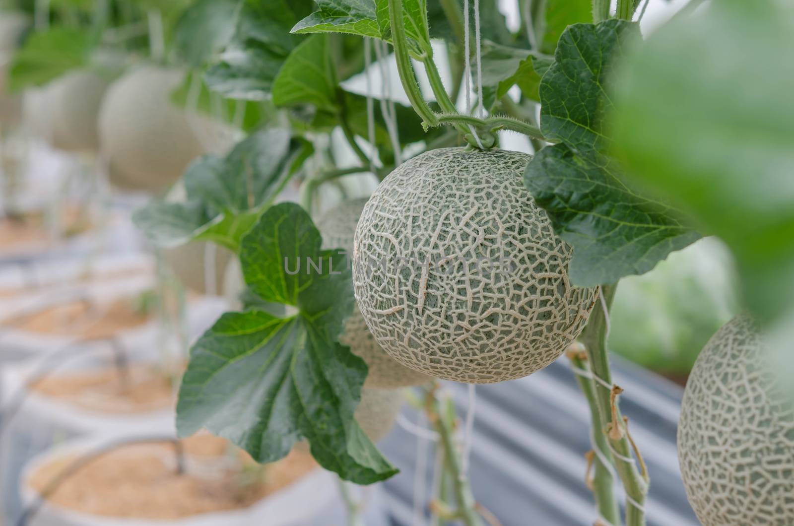 Melon in a vegetable garden