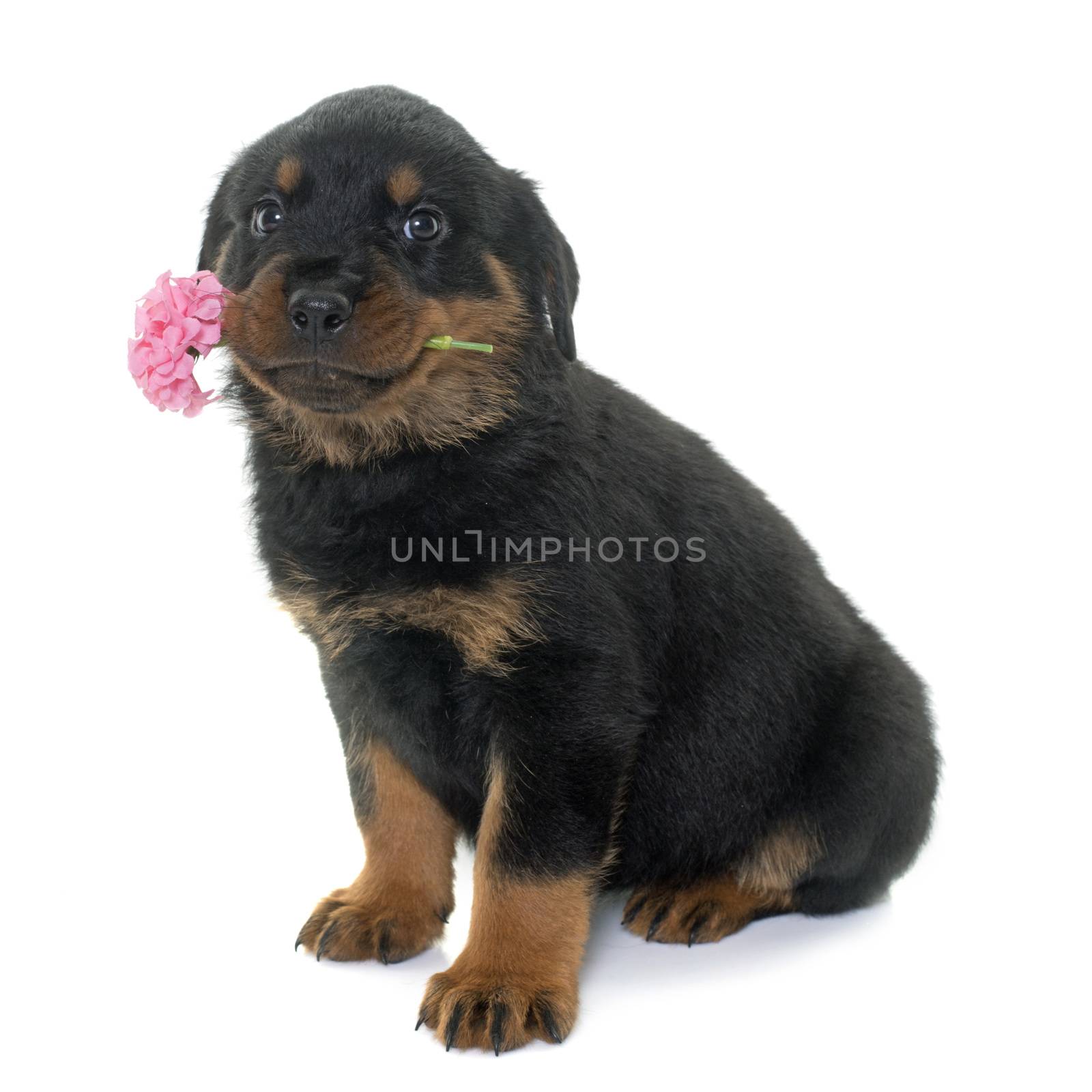 puppy rottweiler and flower in front of white background