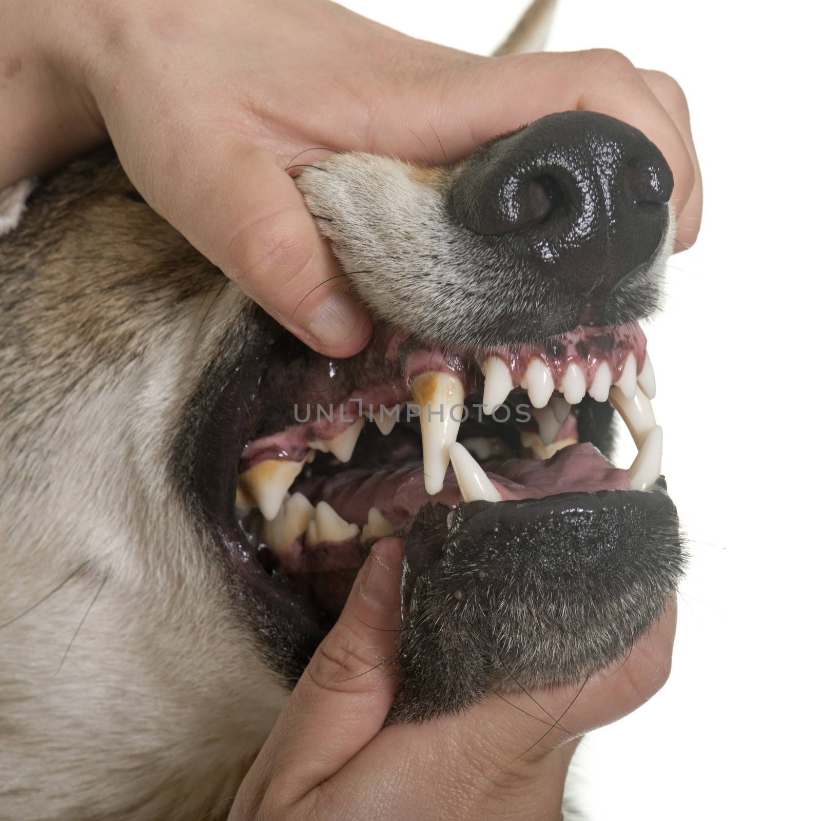  czechoslovakian wolf dog teeths by cynoclub