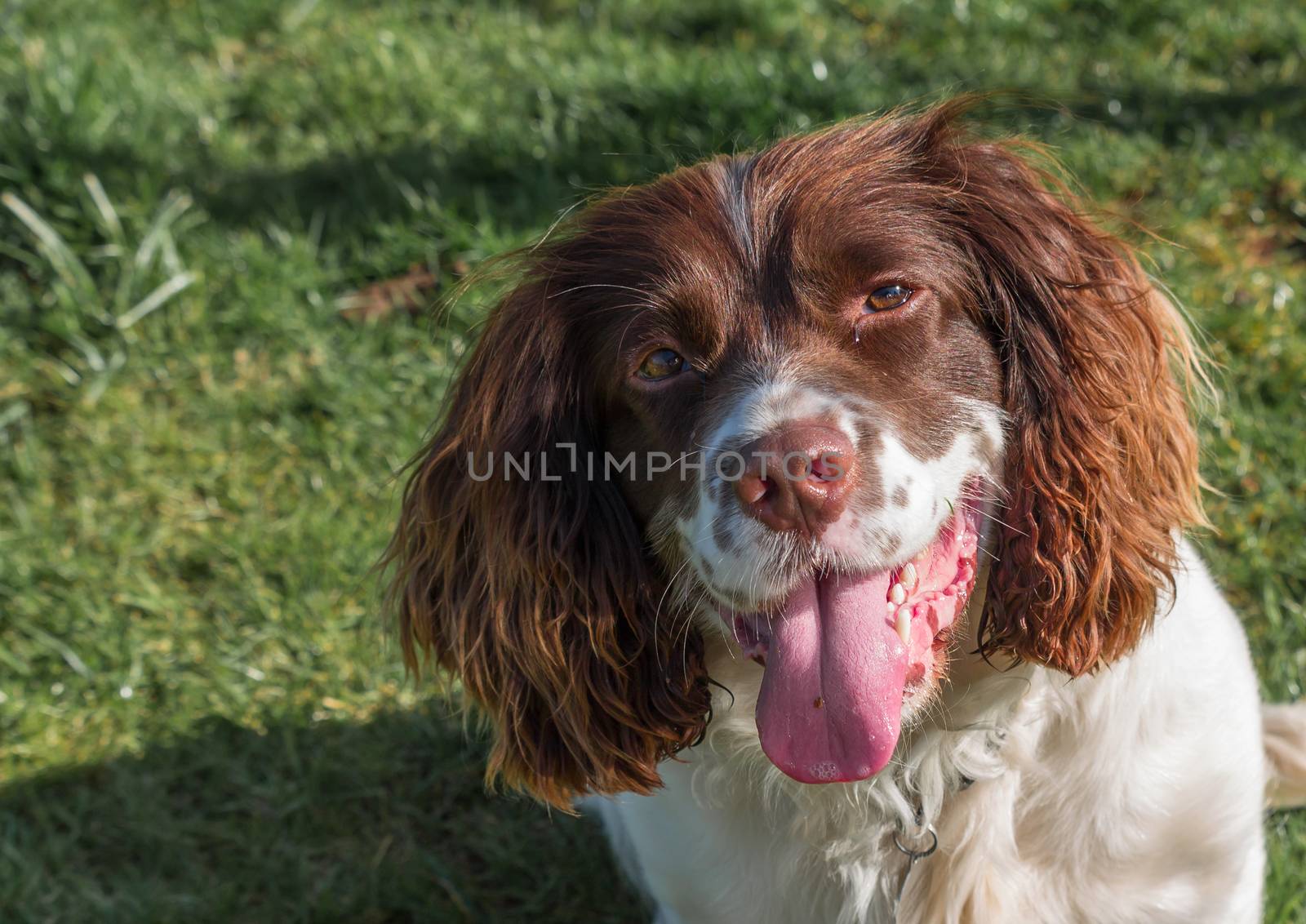 English Springer Spaniel against a soft grass background