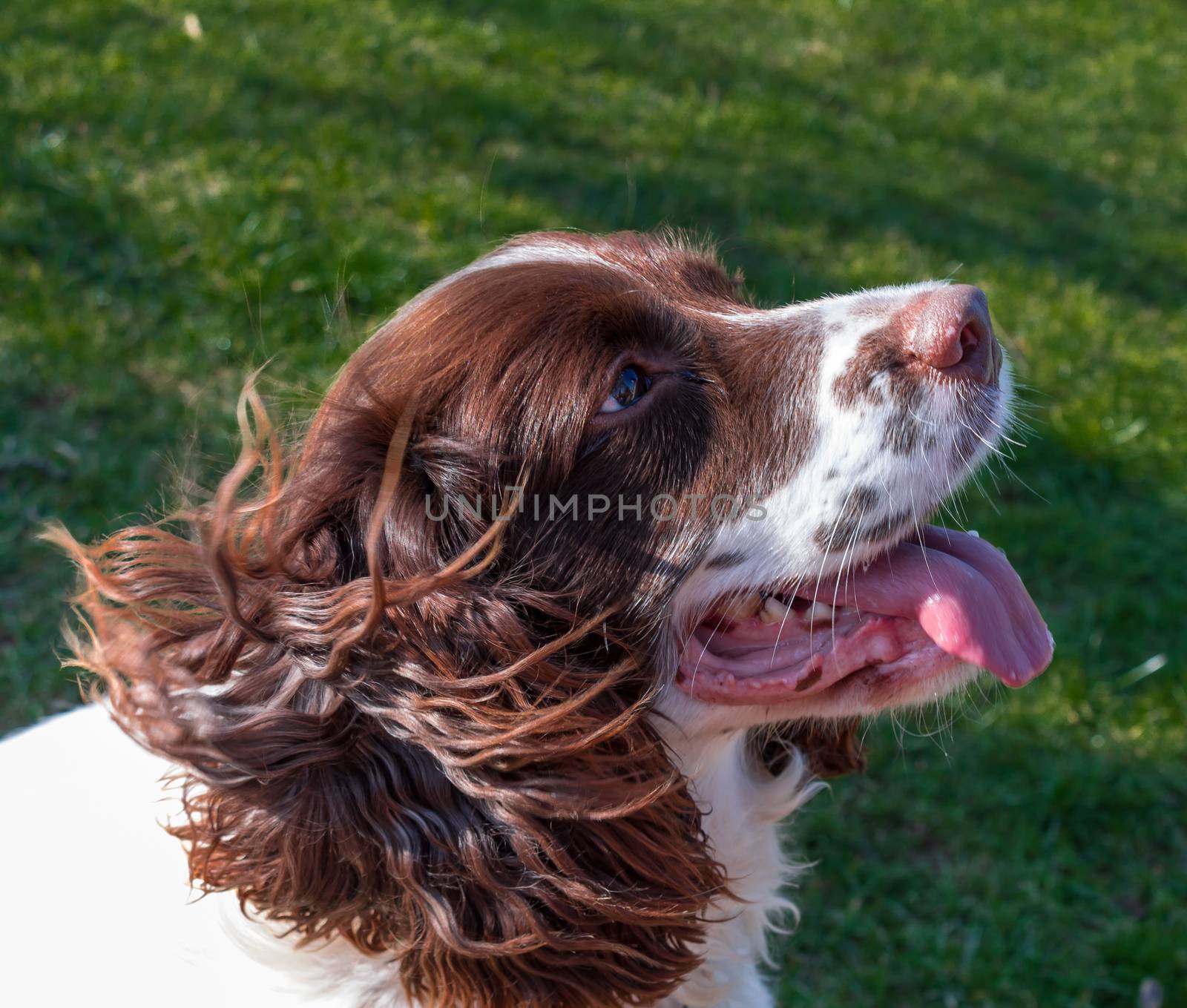 Side view of English Springer Spaniel with wind ruffling his fur.