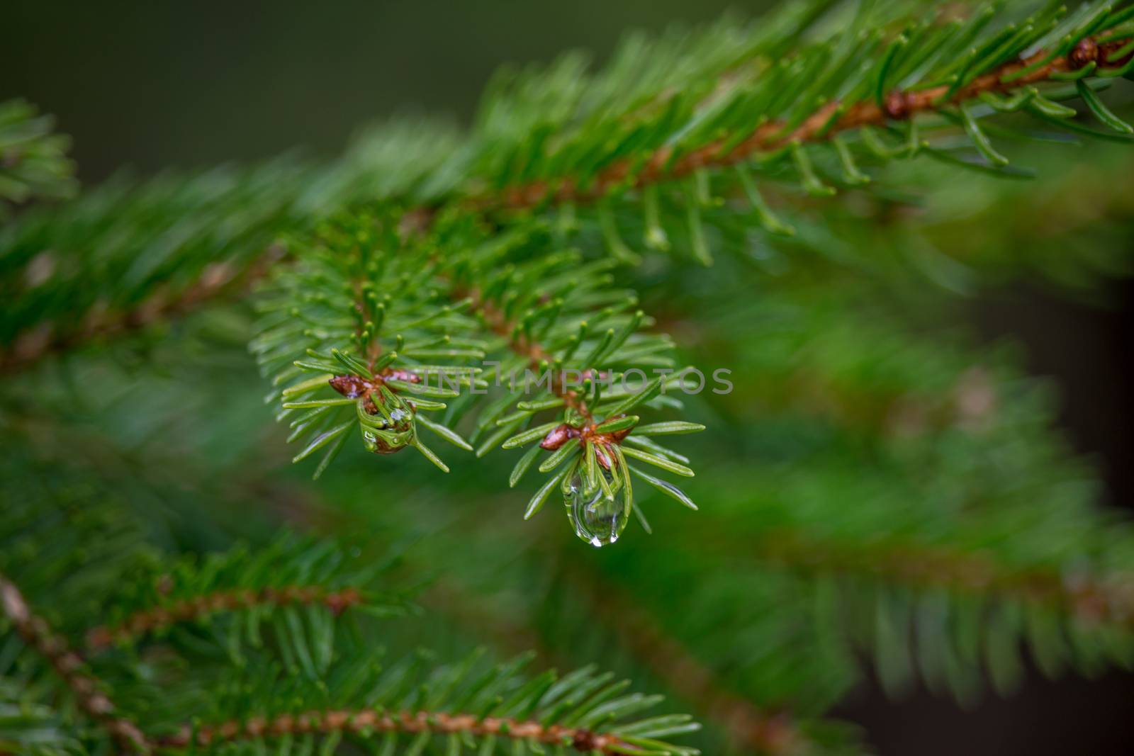 Pine tree with rain drop hanging from it. Taken after April Showers