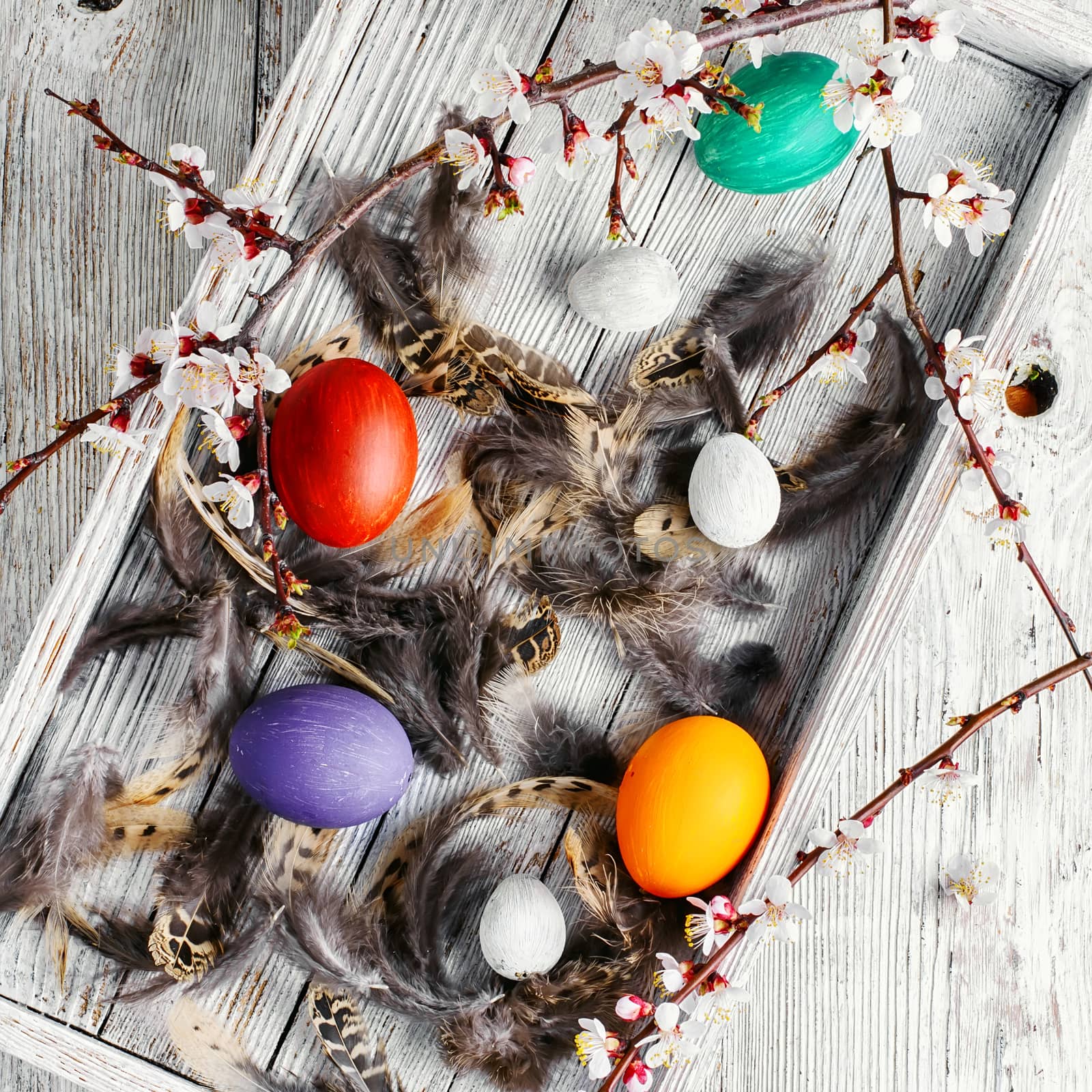 Easter decoration with painted chicken eggs in a wooden box with feathers and blossoming tree branches