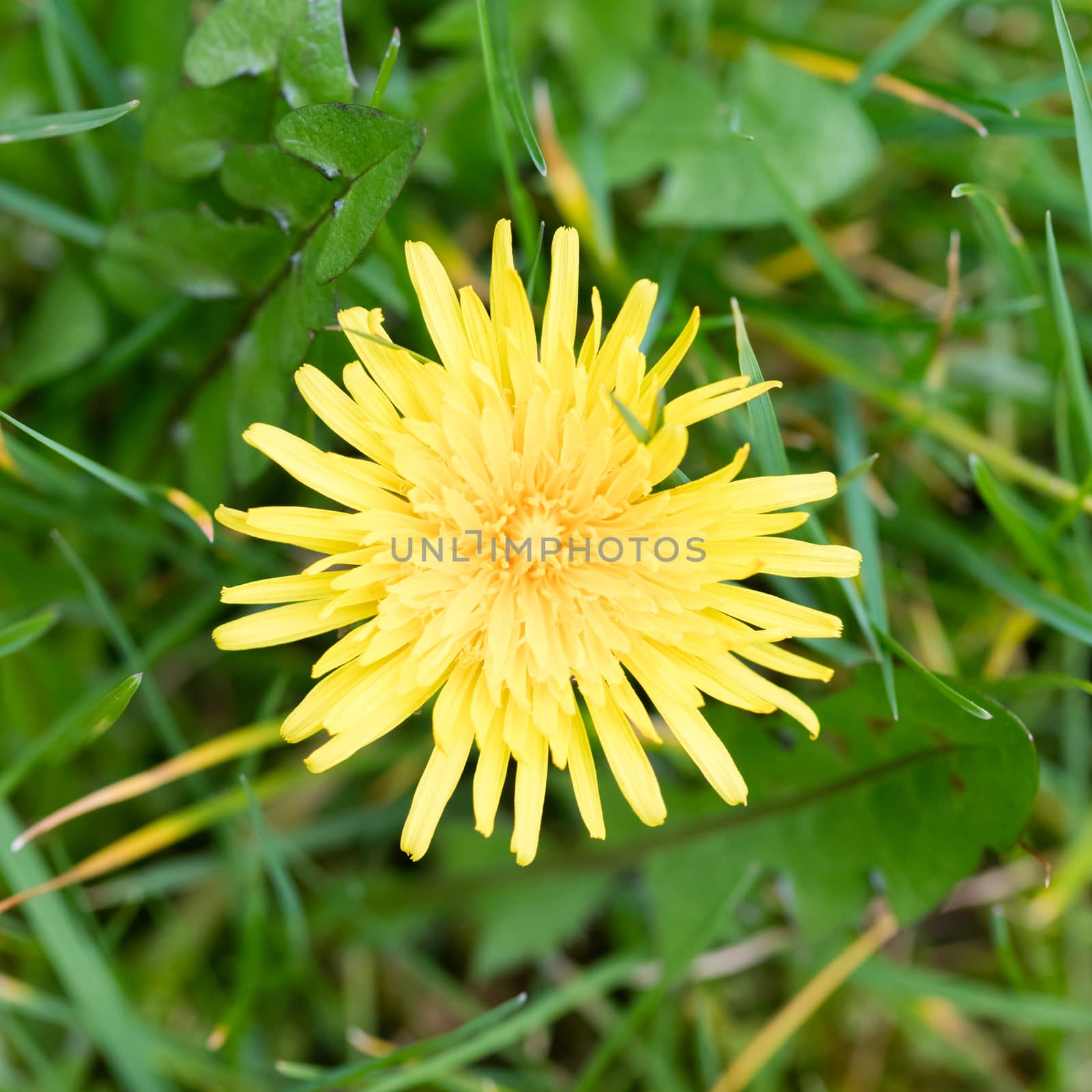 Yellow dandelion in the grass, selective focus, close up, macro by michaklootwijk