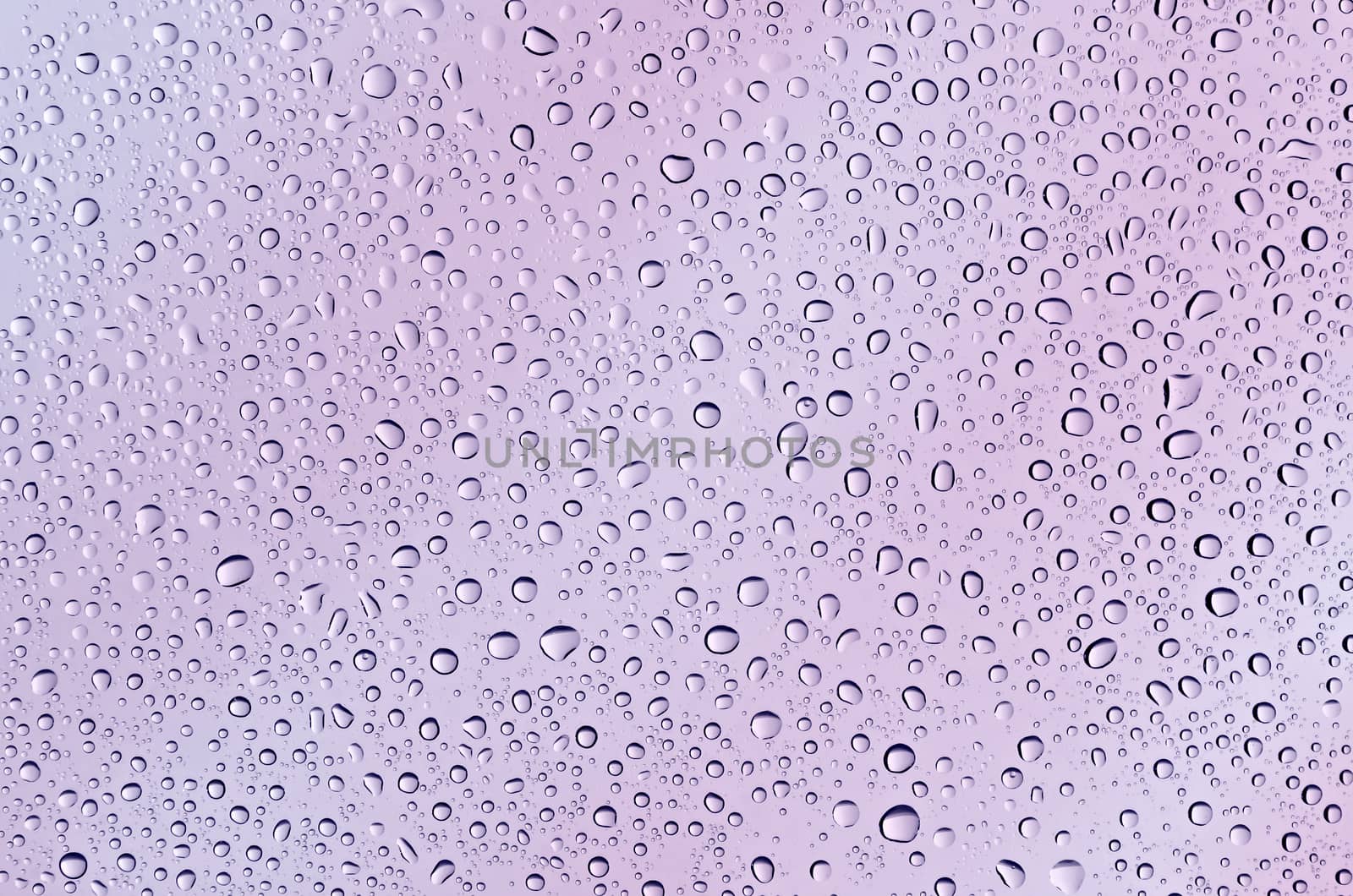Water drops on a background of purple-pink glass. Textures background.