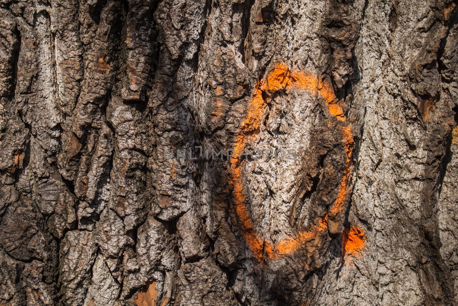 Painted in a bright color on the old tree trunk, enlightened by sun.