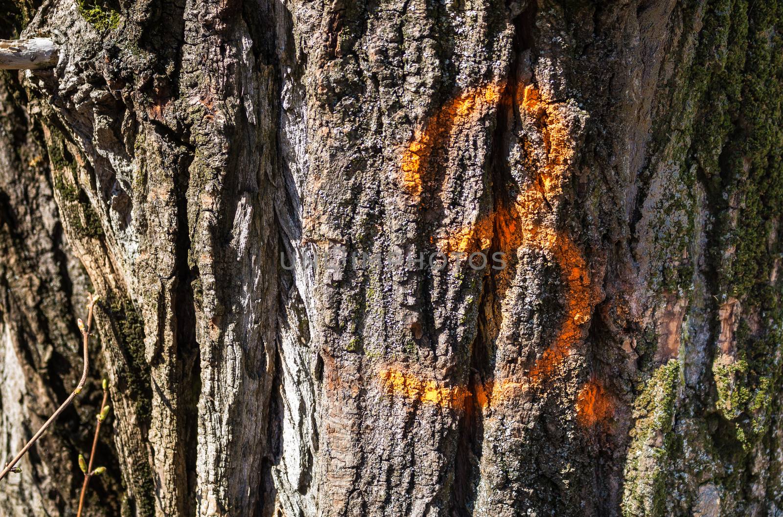 Painted in a bright color on the old tree trunk, enlightened by sun.