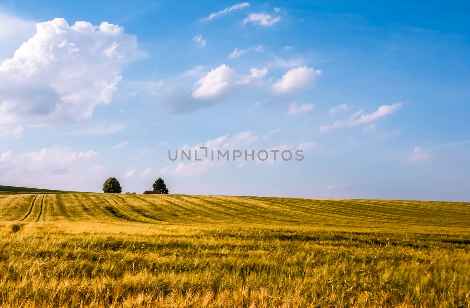 Meadow with intensive golden shining oat in front of a blue sky with white clouds and trees on the horizon