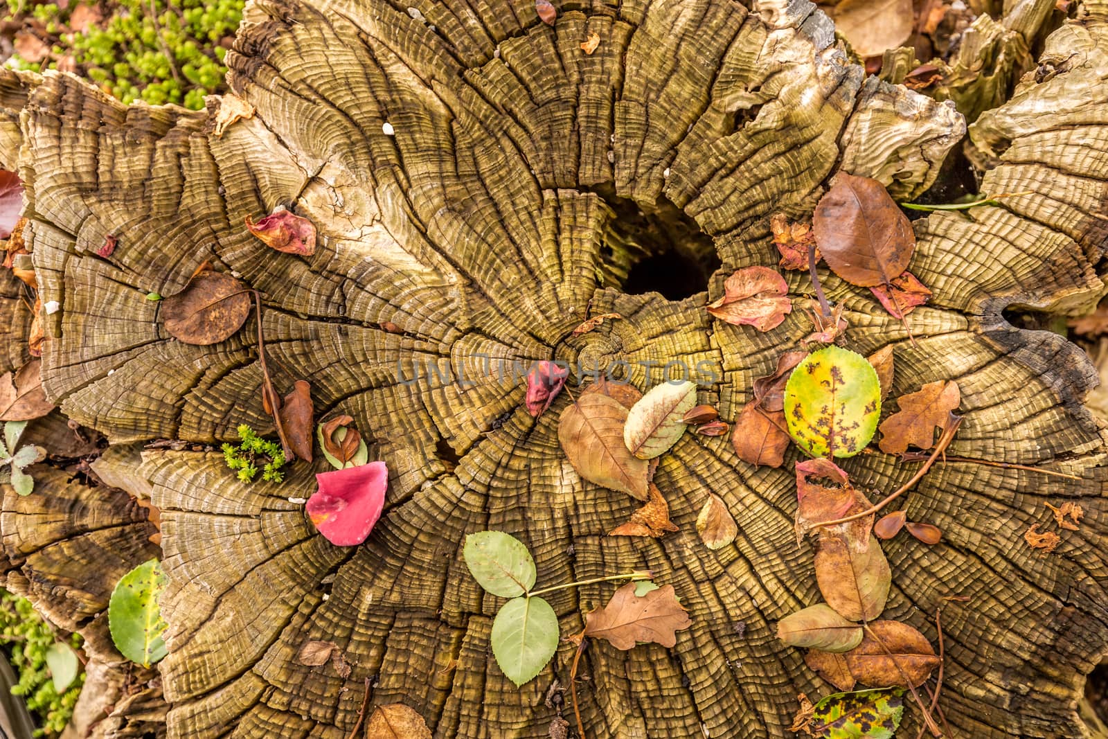 magical tree trunk with colorful leaves
