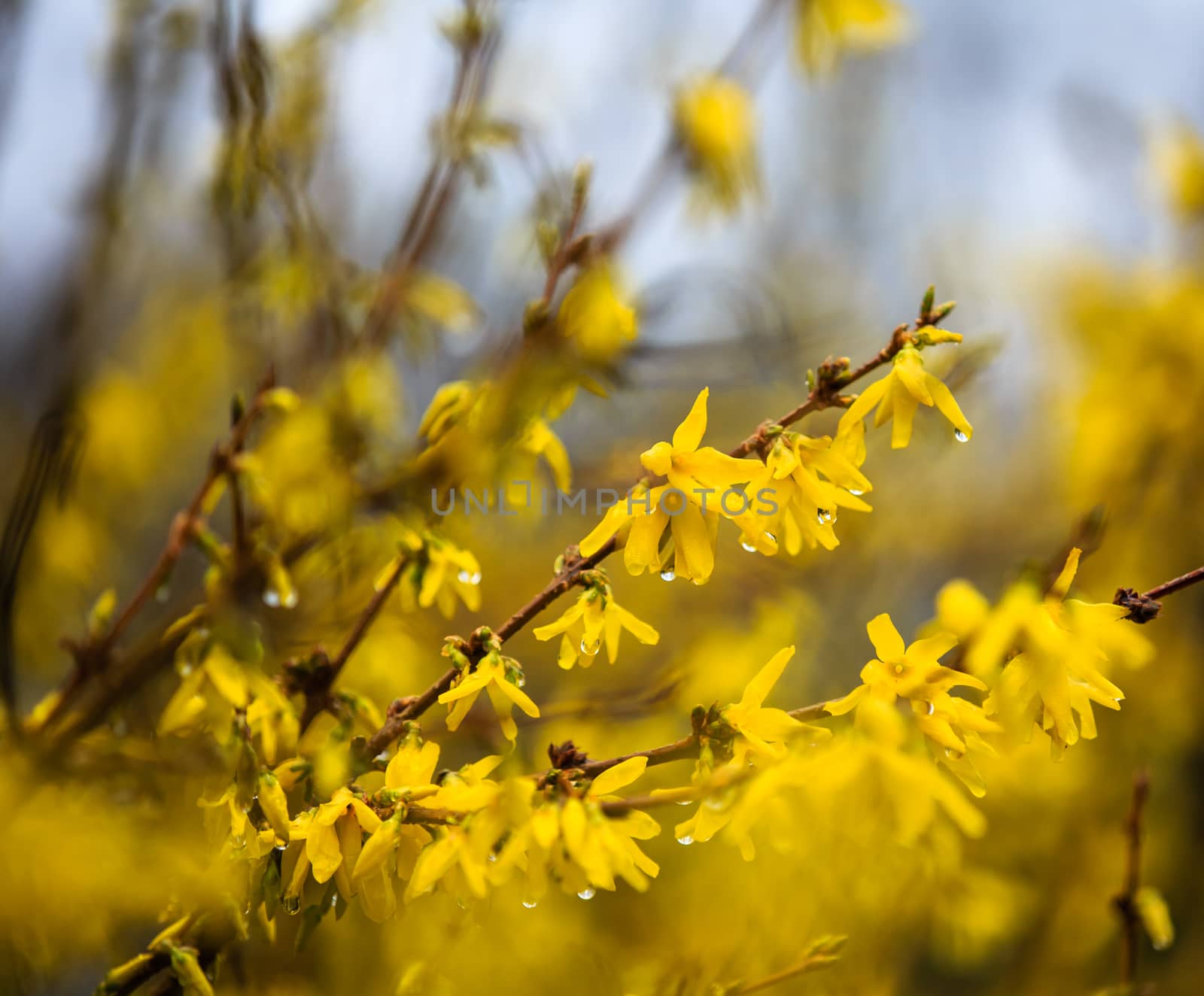 forsythia flower twigs with rain drops hanging on petals
