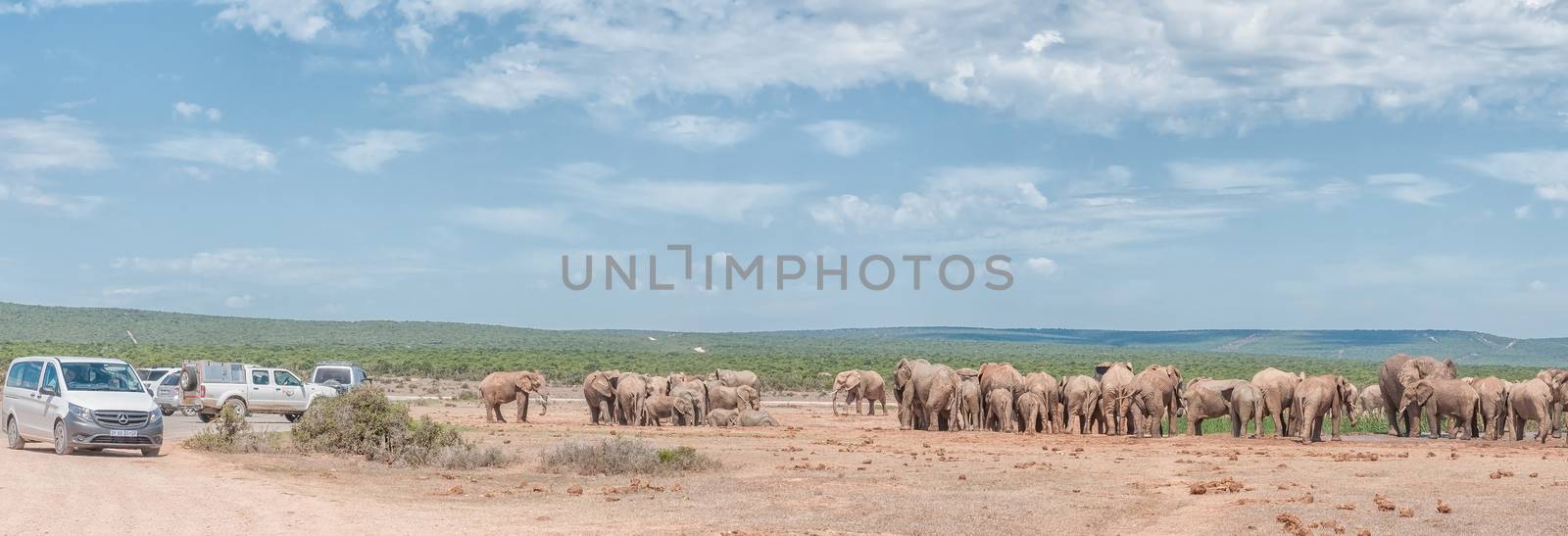 ADDO ELEPHANT NATIONAL PARK, SOUTH AFRICA - FEBRUARY 24, 2016: Unidentified tourists in vehicles viewing a large herd of elephants waiting in small family groups to drink water at Hapoor Dam