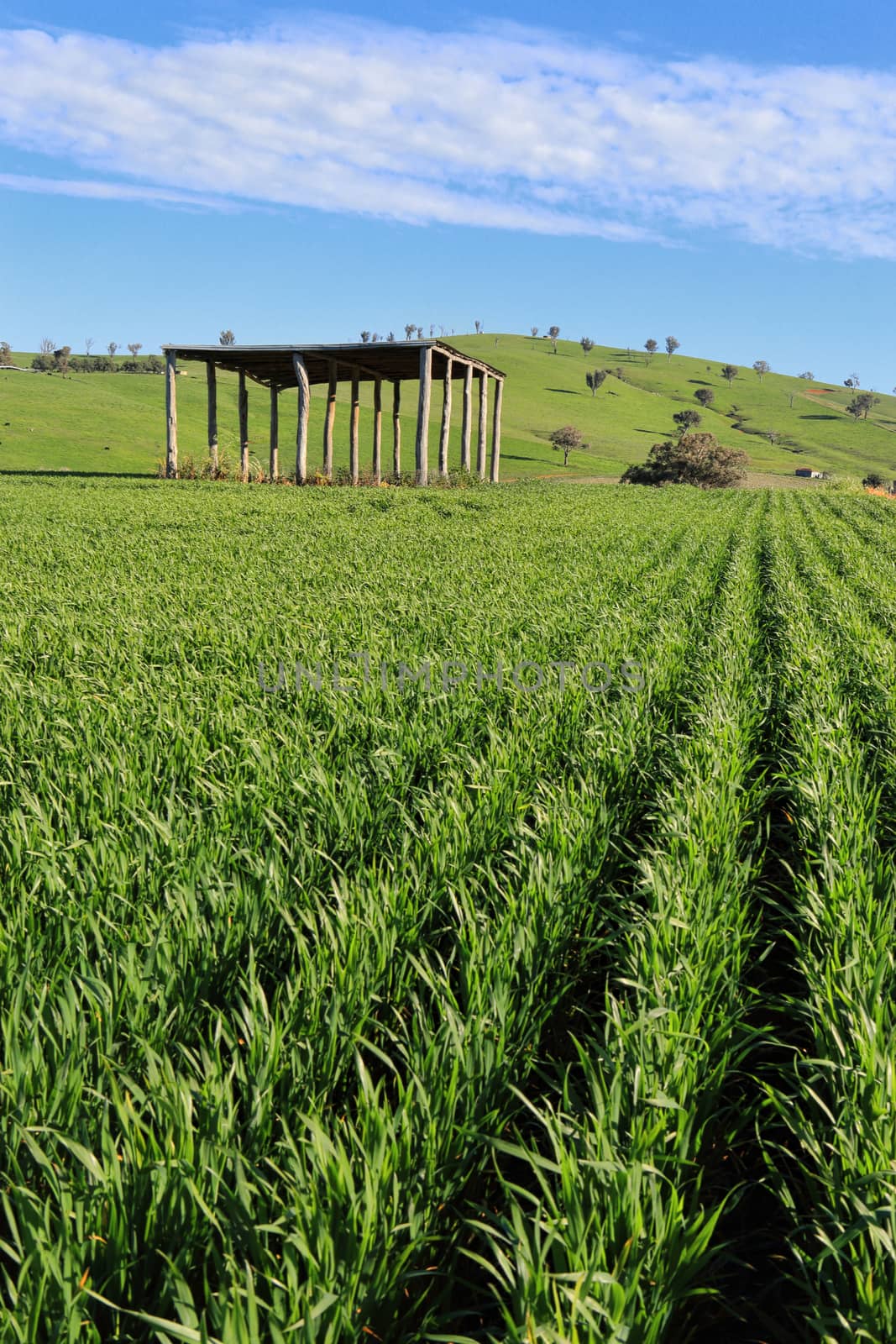 A farmers crops growing under the Australian sun 