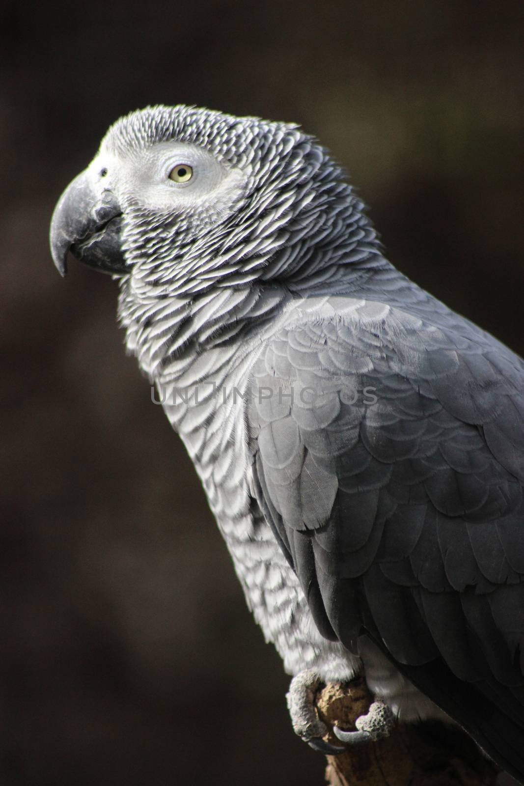 African Grey Parrot - Profile Close-up by bensib