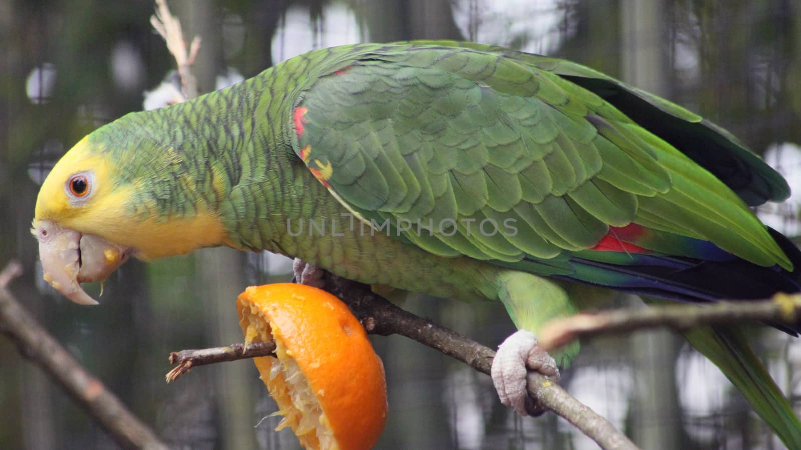 Yellow-Headed Amazon Parrot Perched on a Branch and Eating an Orange