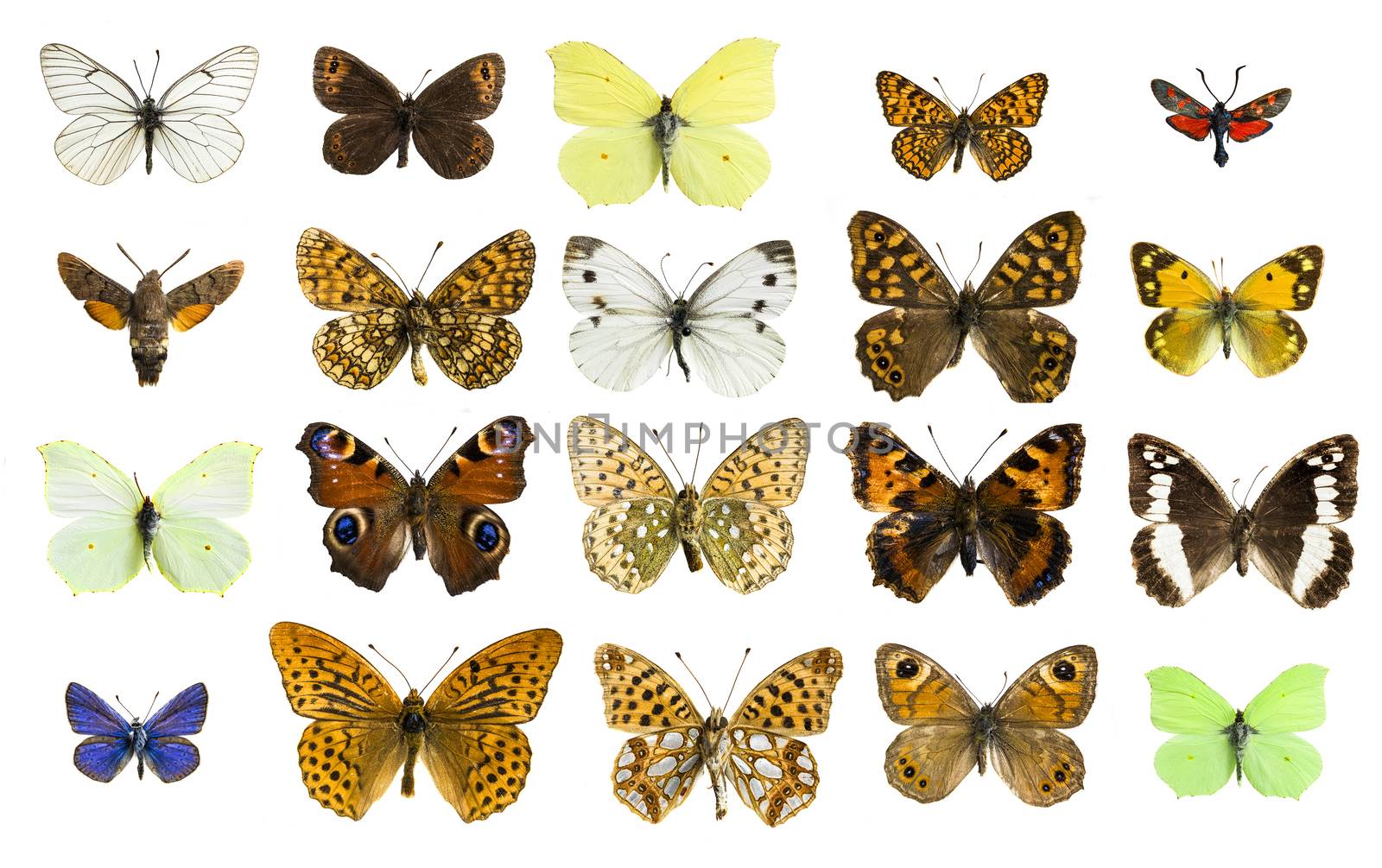 real colorful butterflies isolated in white background