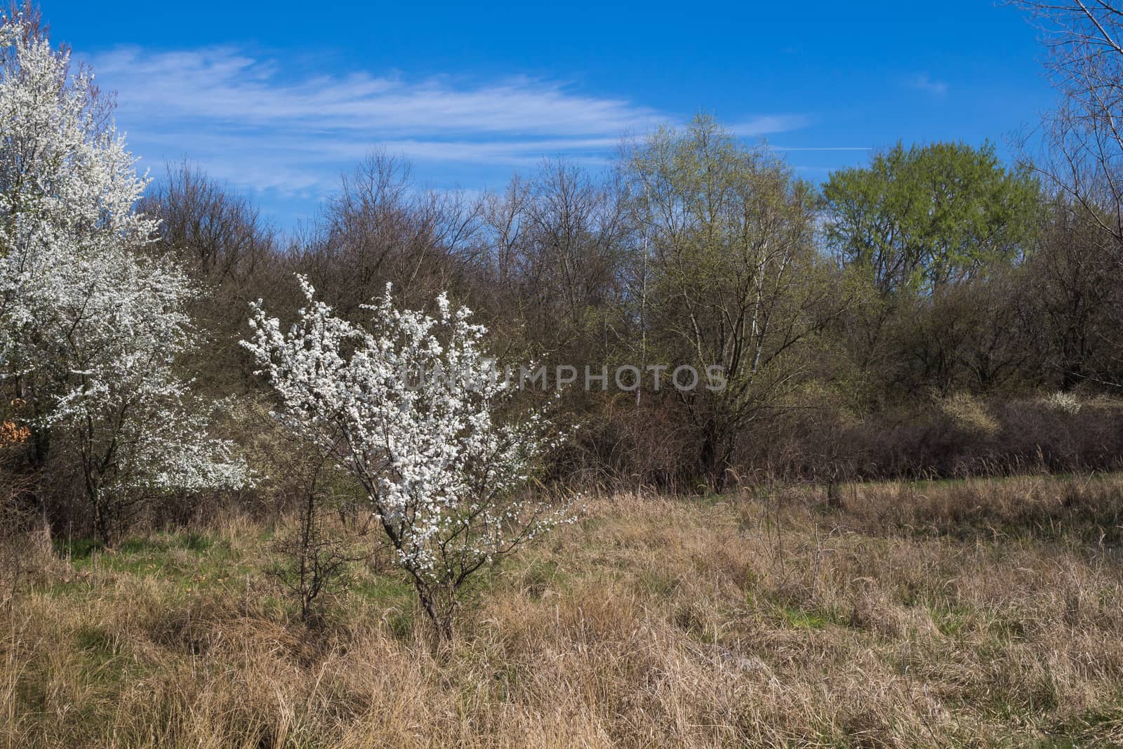 Meadow with a blossoming tree in the spring by YassminPhoto