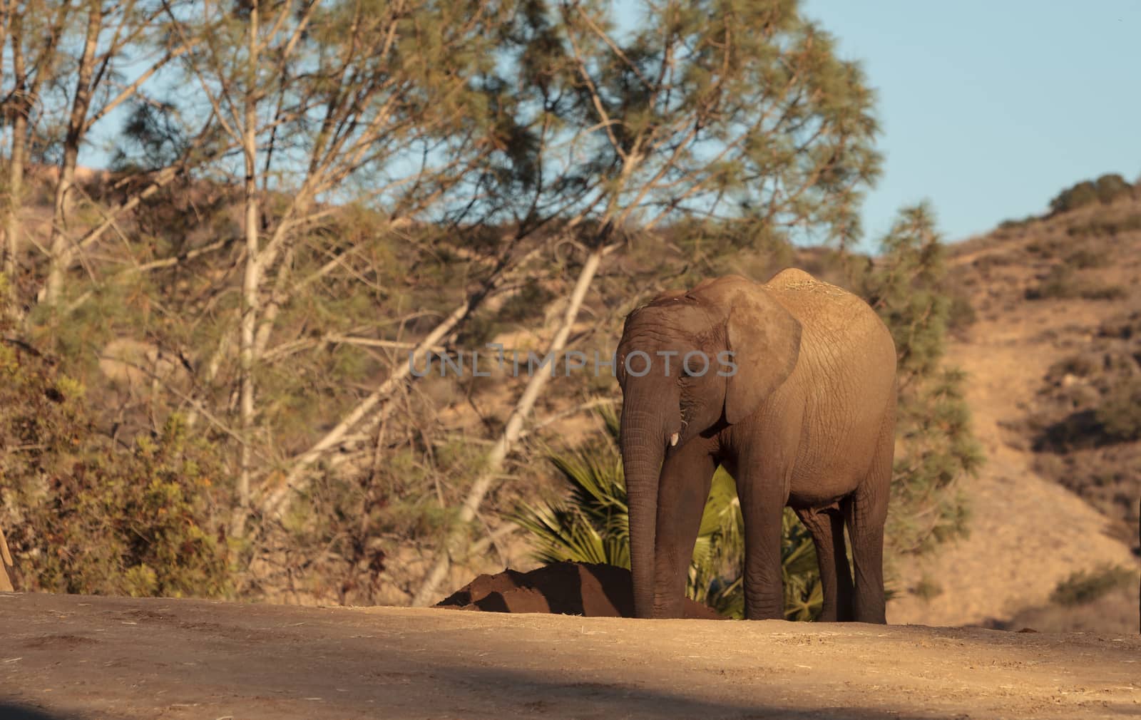 Elephant, Loxodonta Africana by steffstarr