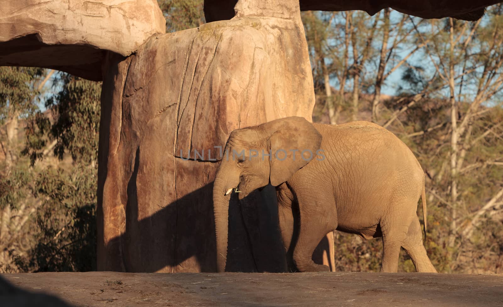 Elephant, Loxodonta Africana by steffstarr