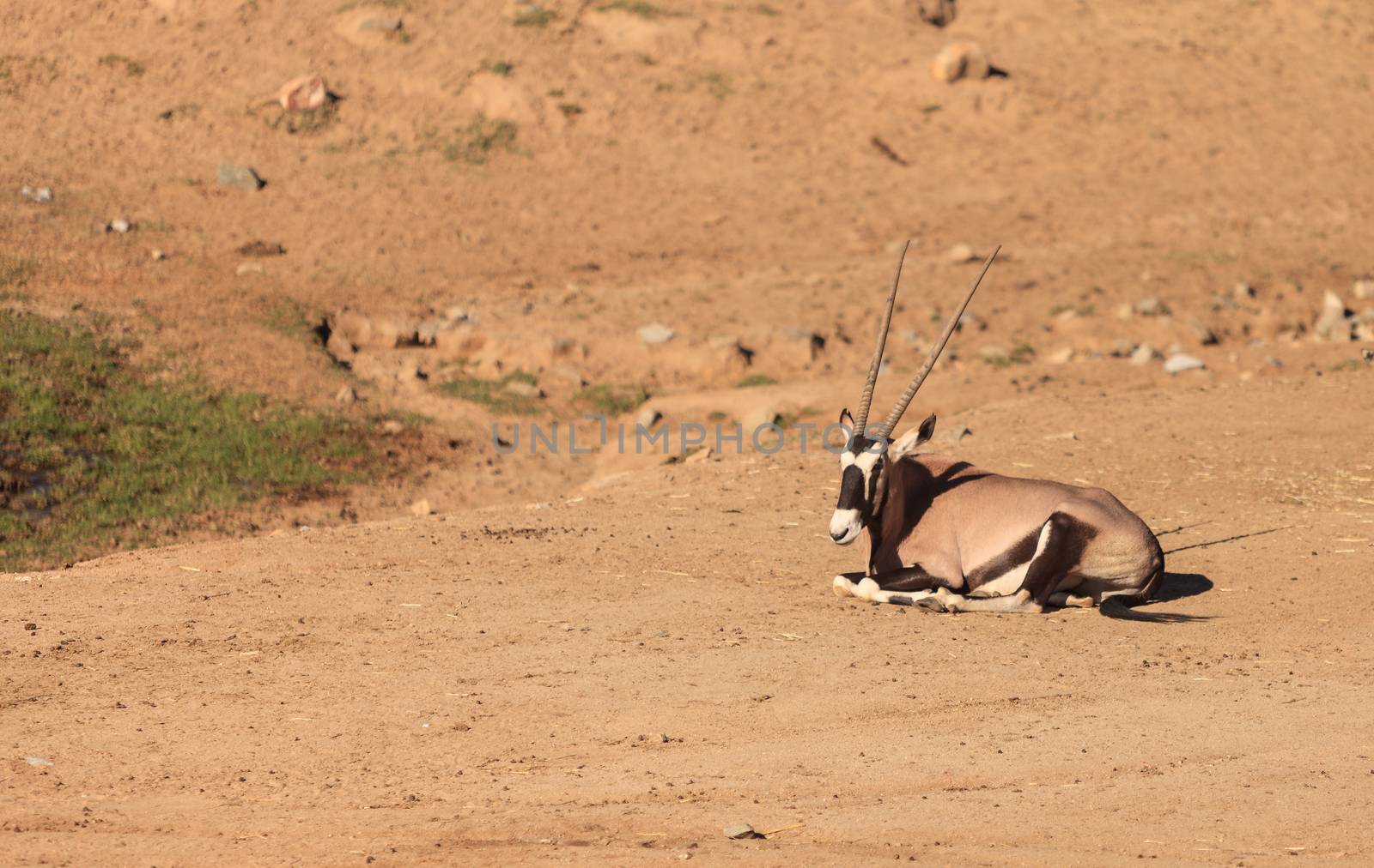 Gemsbok, Oryx gazelle by steffstarr
