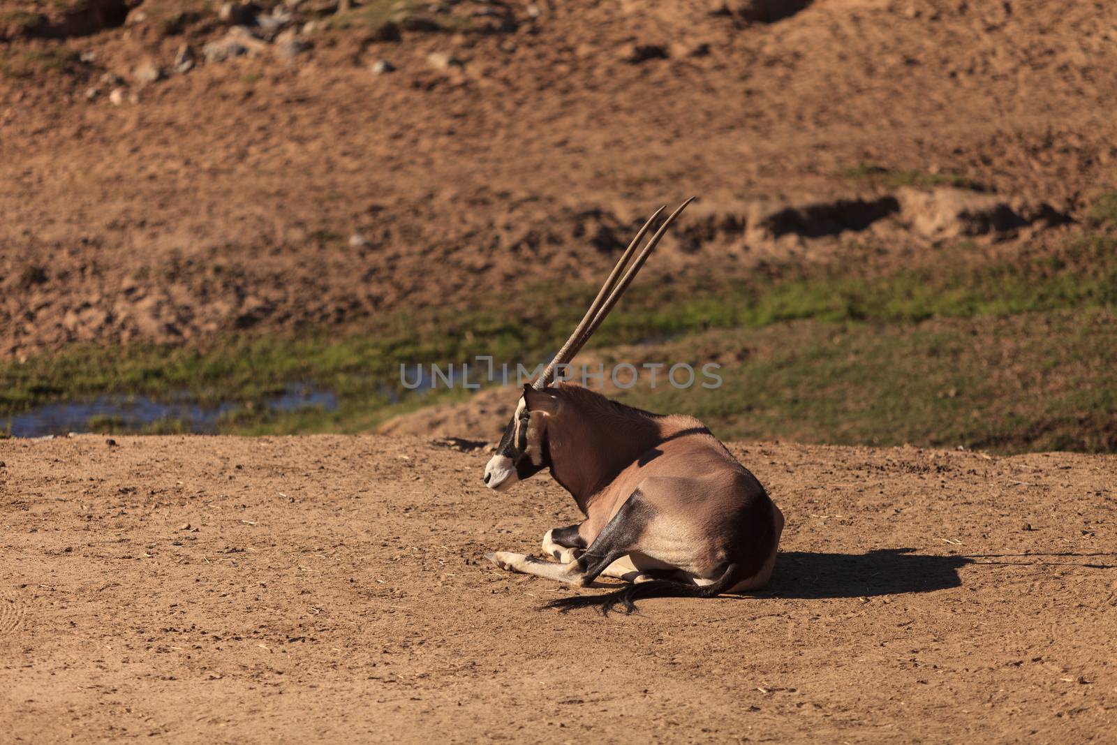 Gemsbok, Oryx gazelle, is golden brown with a face mask and horns, and can be found in South Africa