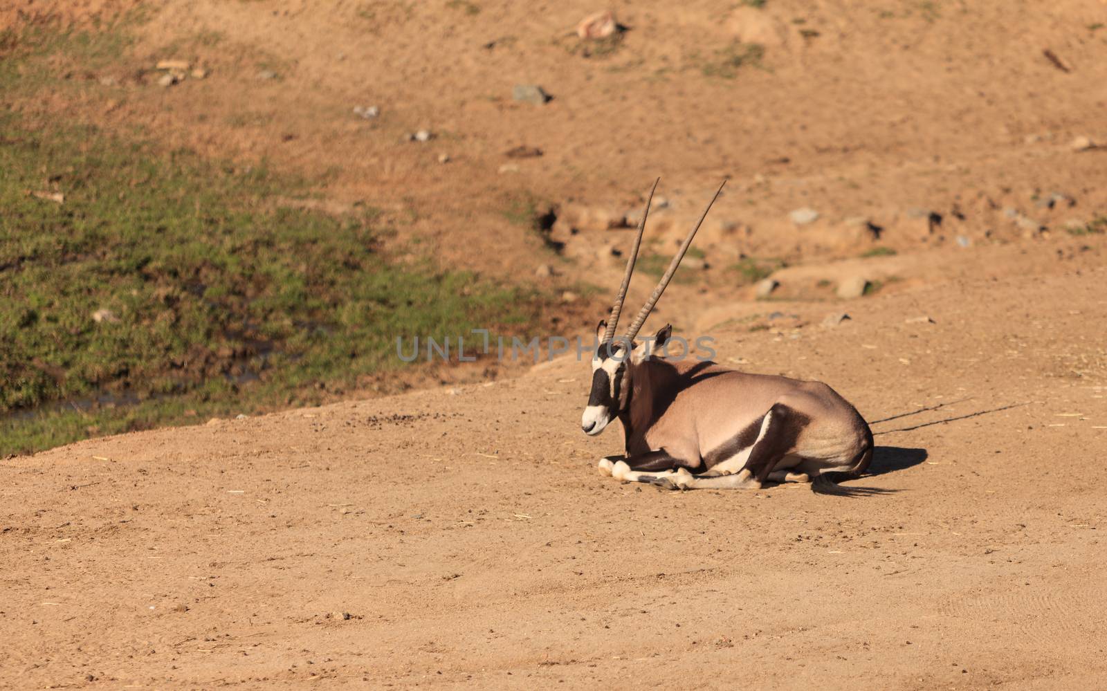 Gemsbok, Oryx gazelle, is golden brown with a face mask and horns, and can be found in South Africa