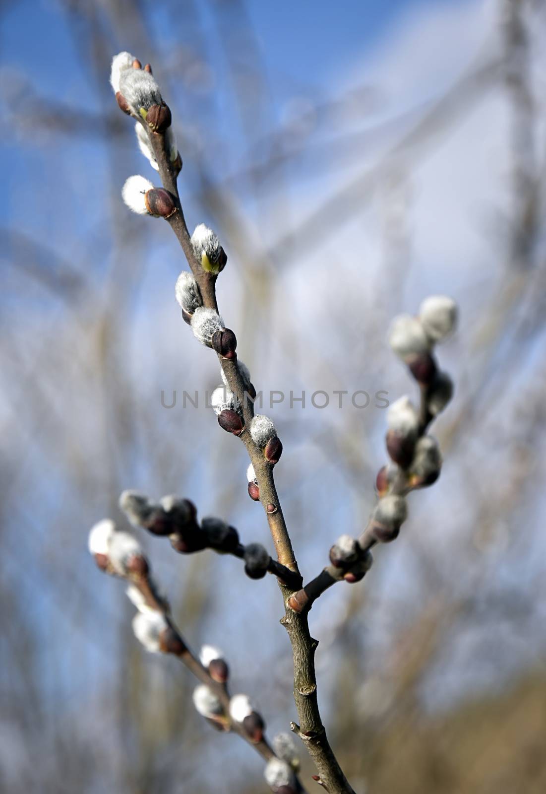 willow twigs symbol spring by Ahojdoma