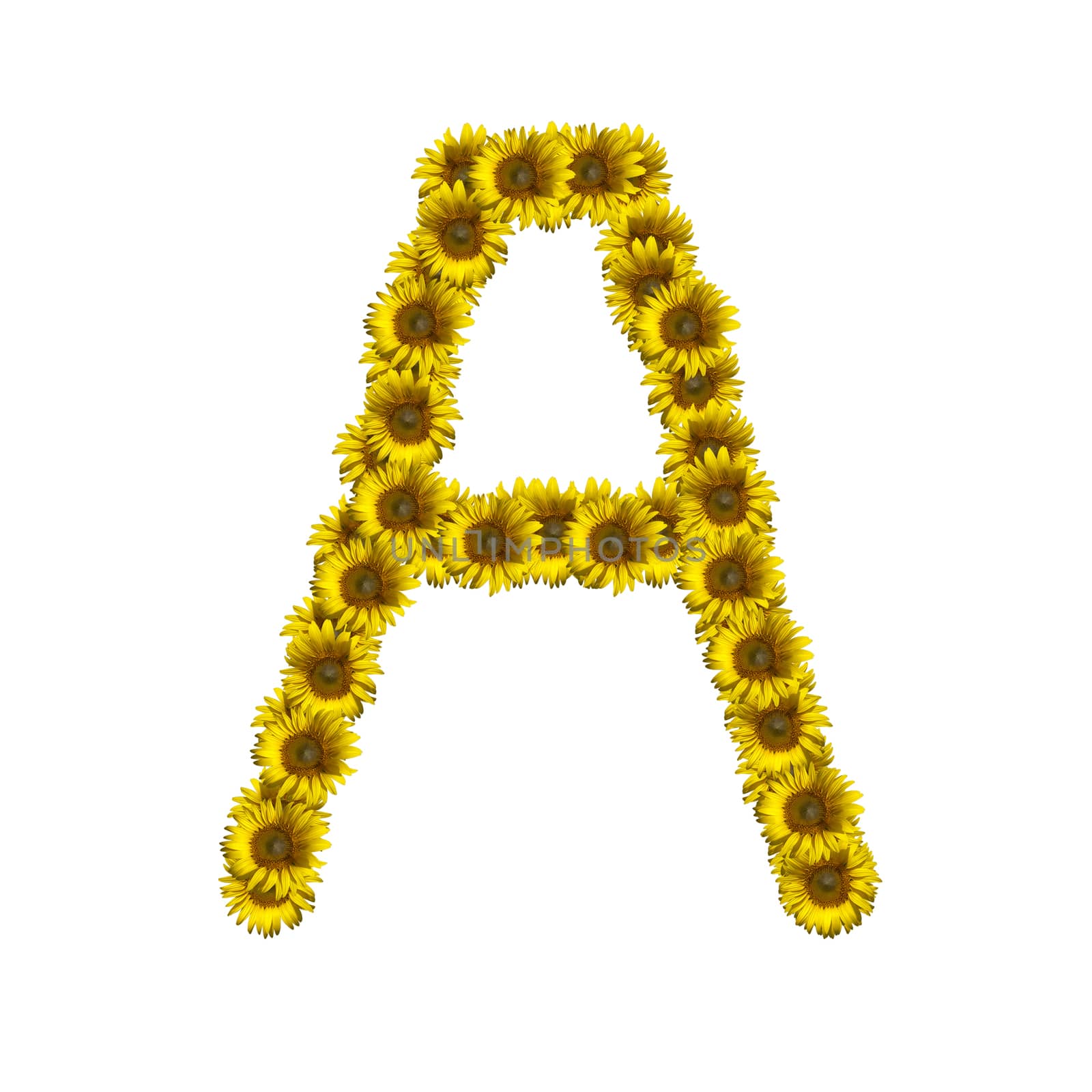 Isolated sunflower alphabet A by Exsodus
