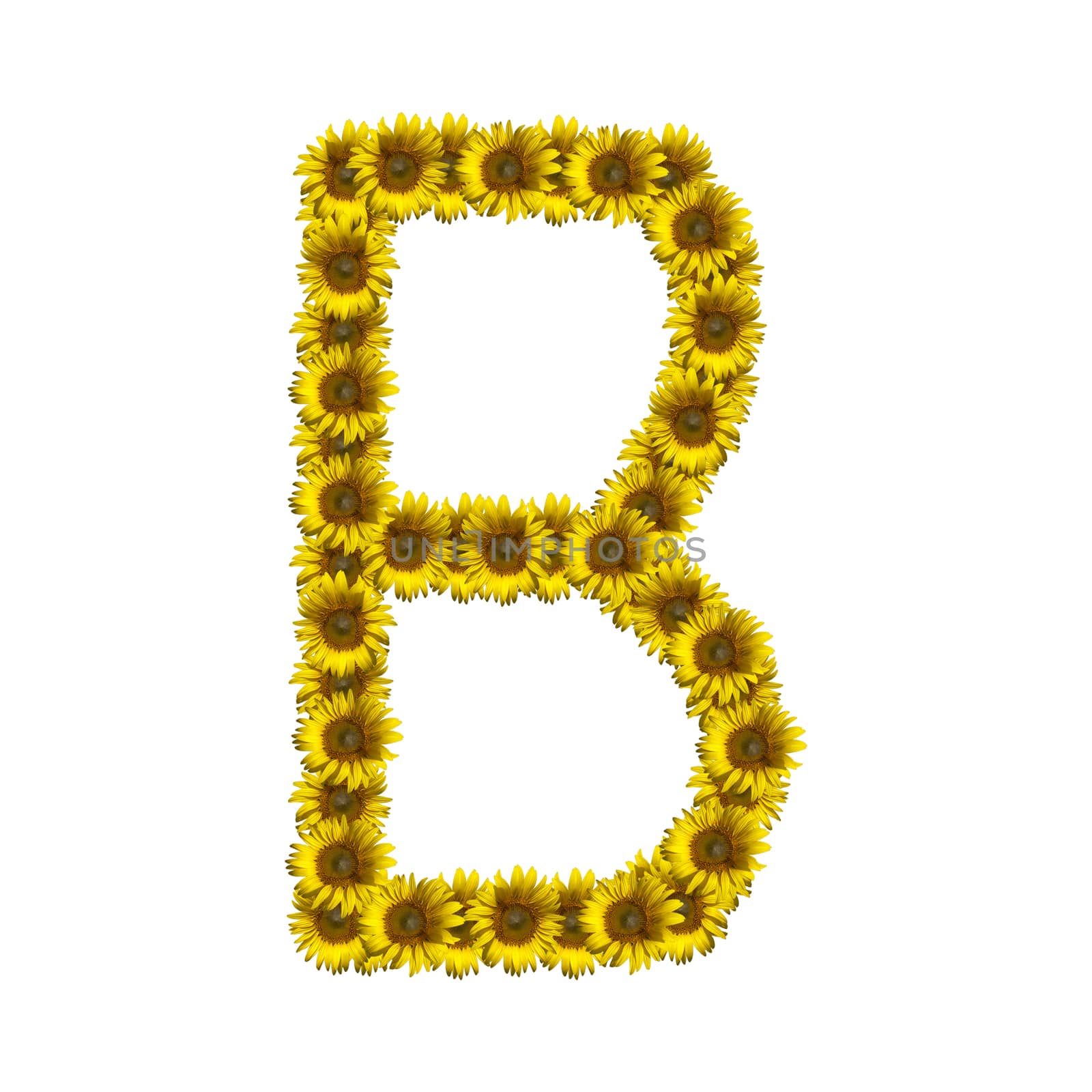 Sunflower alphabet isolated on white background, letter B