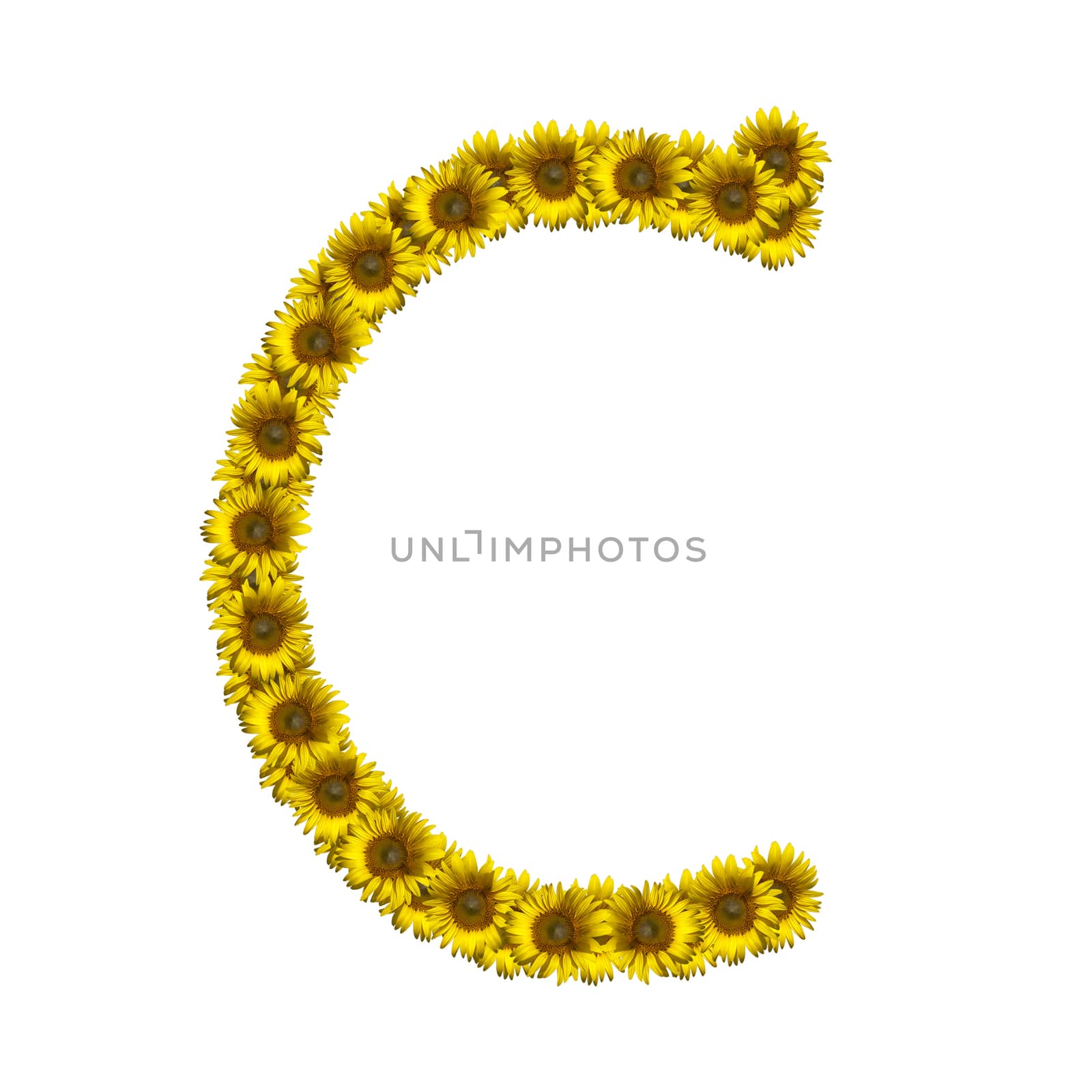 Sunflower alphabet isolated on white background, letter C