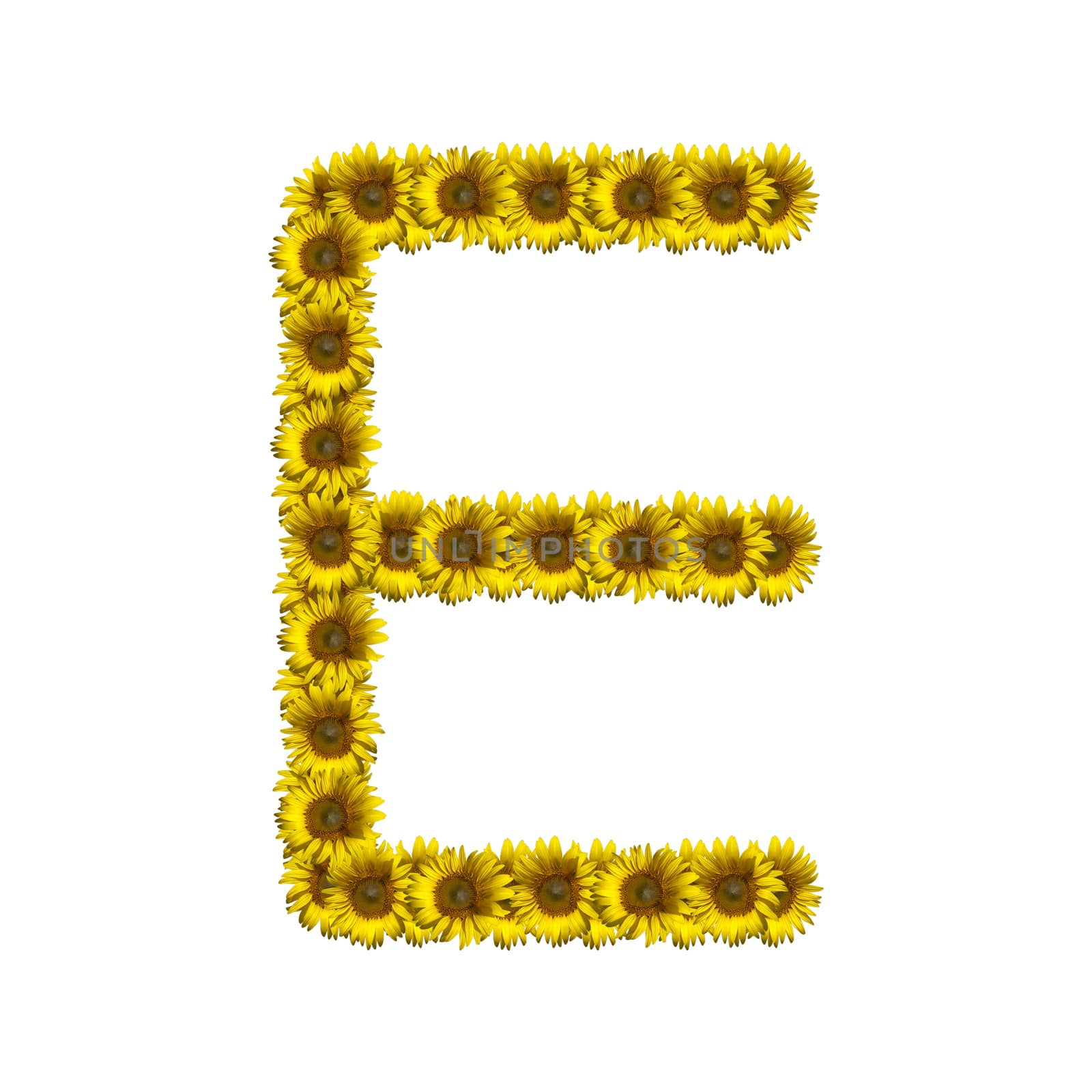 Sunflower alphabet isolated on white background, letter E
