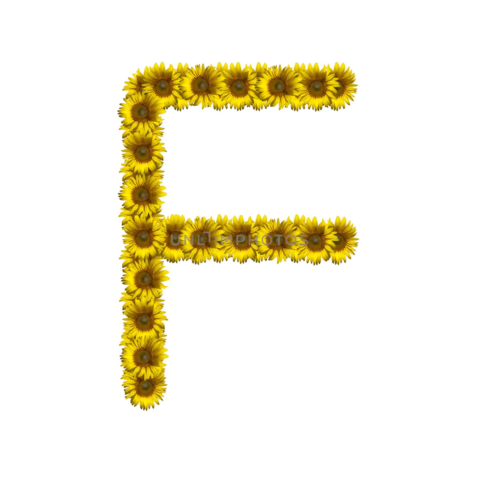 Isolated sunflower alphabet F by Exsodus