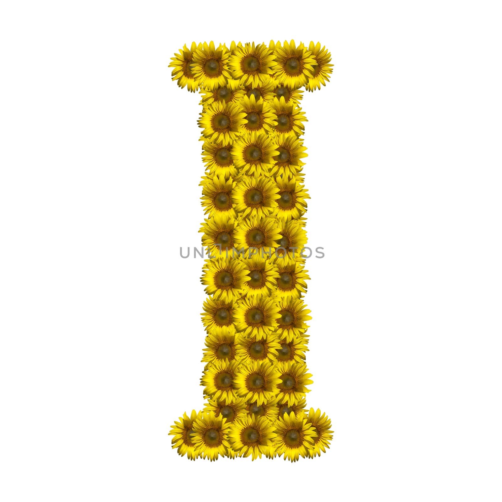 Sunflower alphabet isolated on white background, letter I