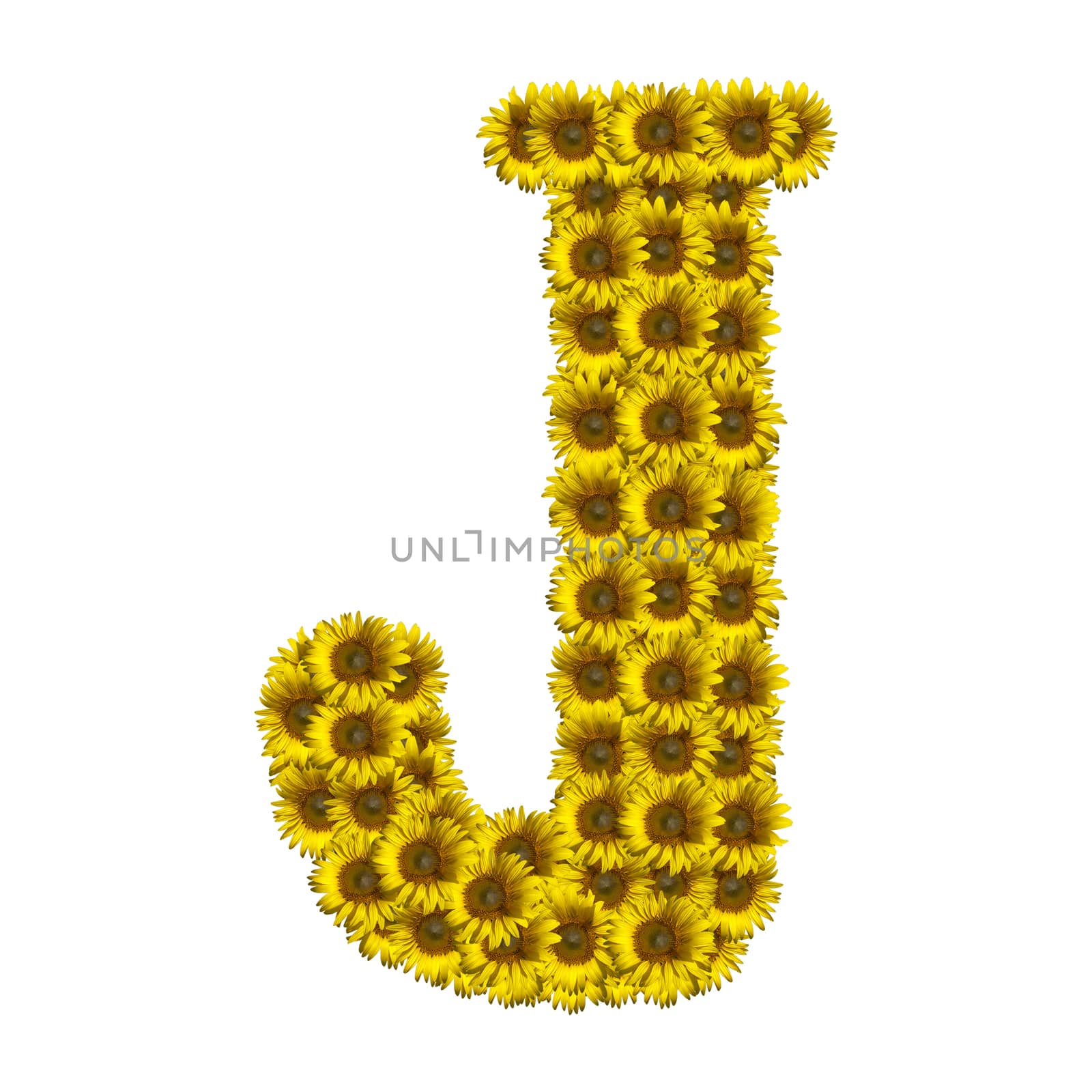 Sunflower alphabet isolated on white background, letter J