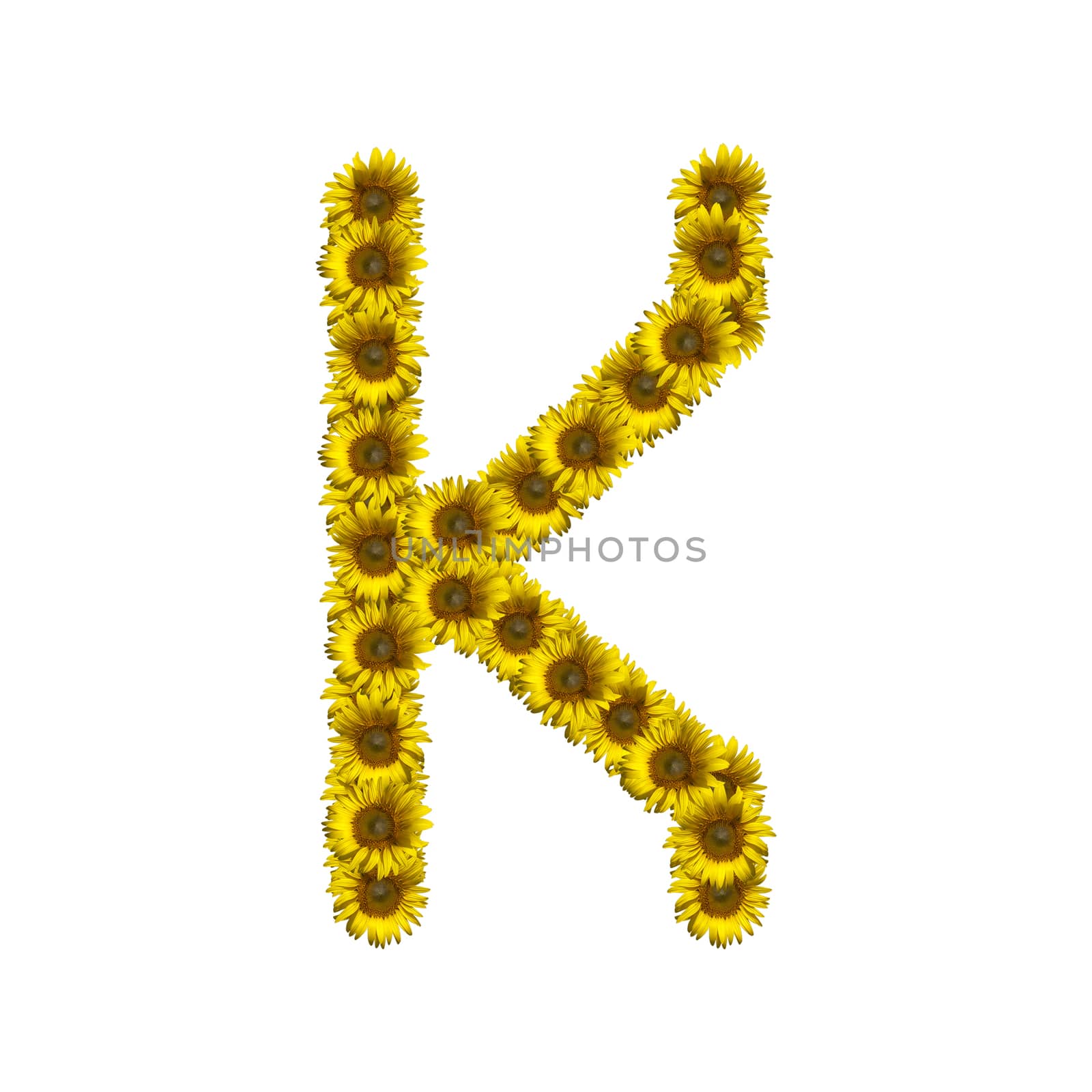 Sunflower alphabet isolated on white background, letter K