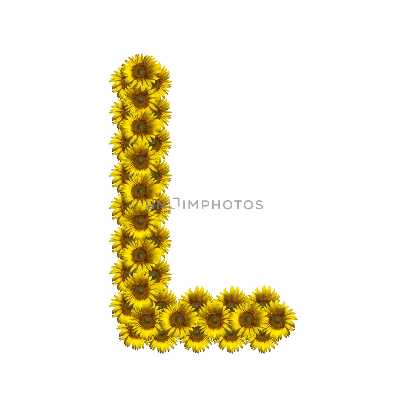 Sunflower alphabet isolated on white background, letter L