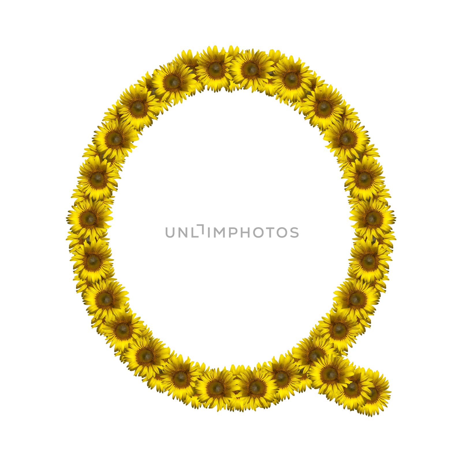Sunflower alphabet isolated on white background, letter Q