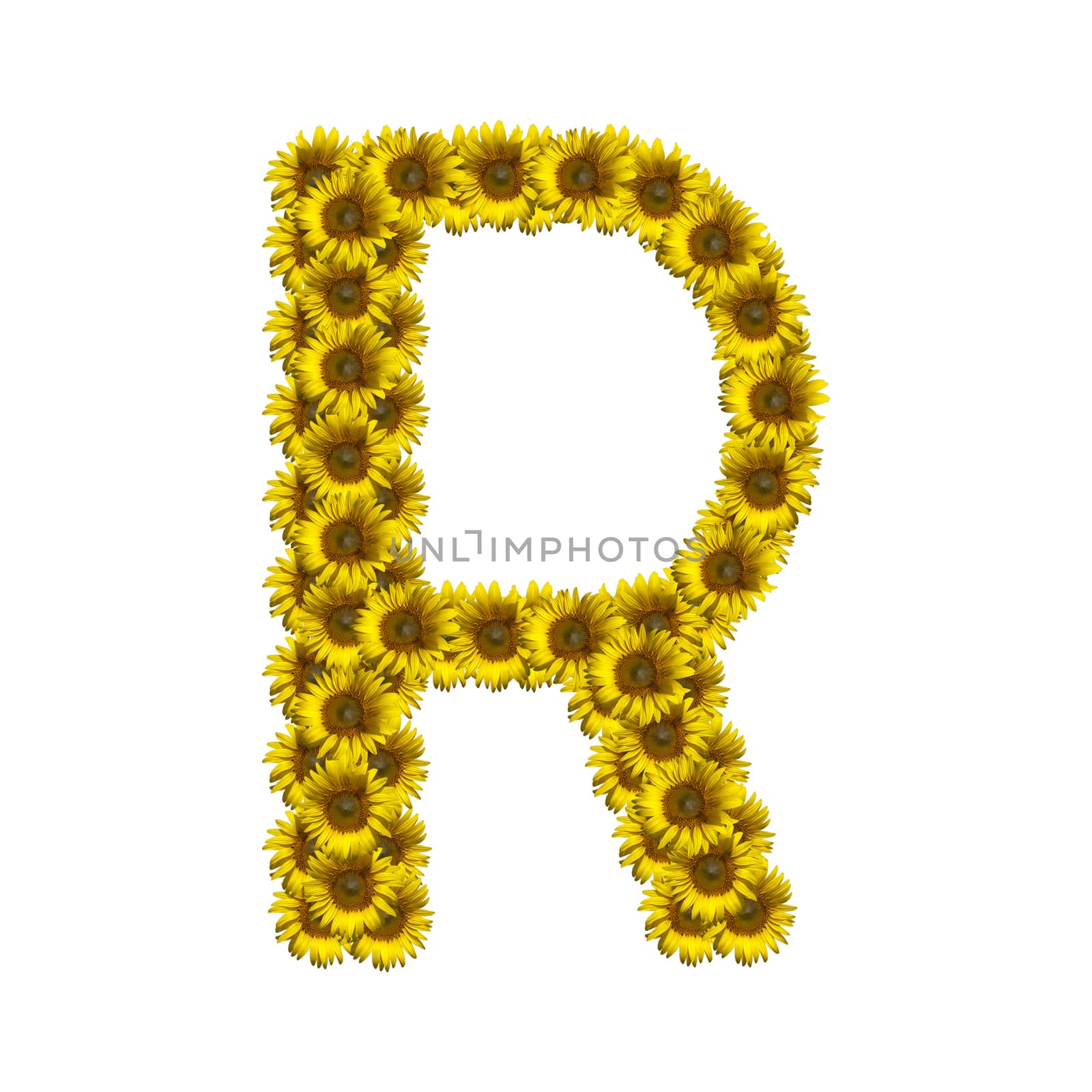 Sunflower alphabet isolated on white background, letter R